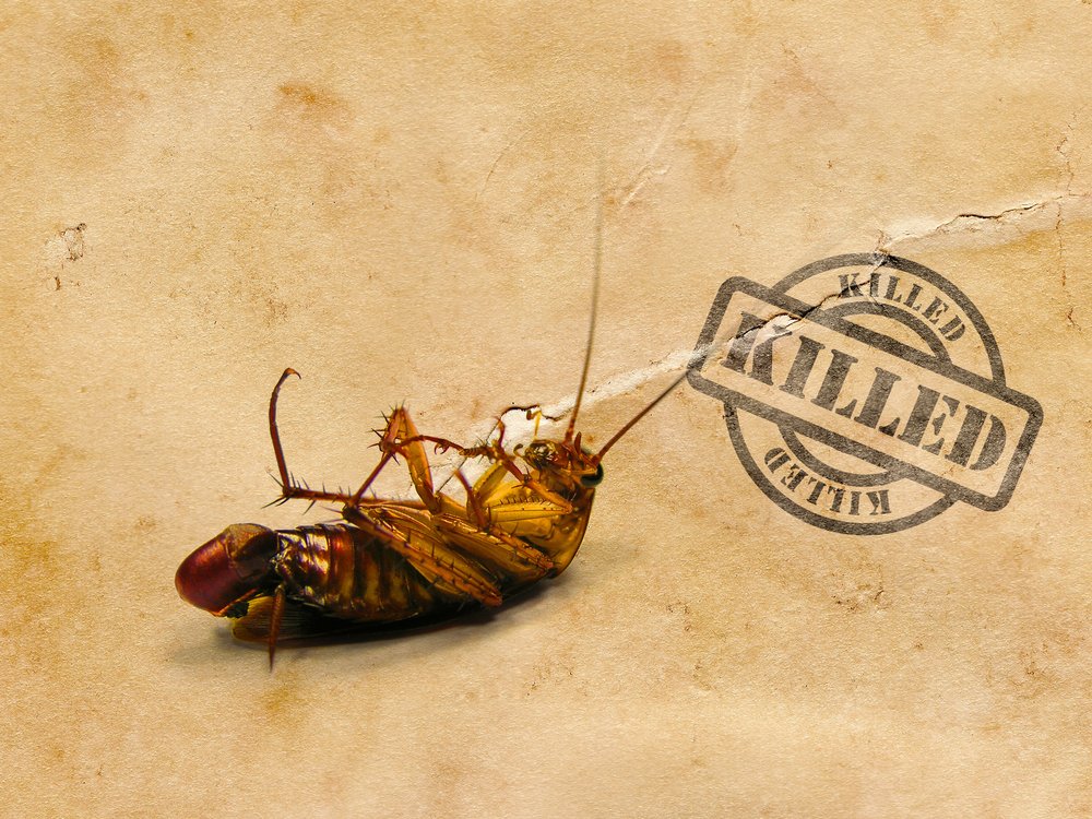 Can Borax Laundry Detergent Kill Roaches? TextileAffairs