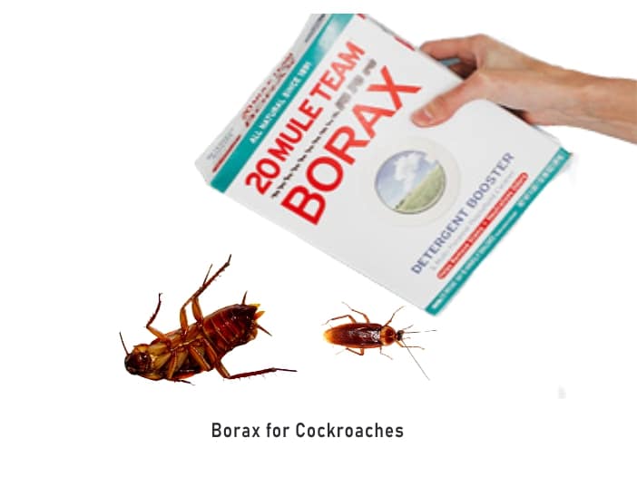 Can Borax Laundry Detergent Kill Roaches? TextileAffairs