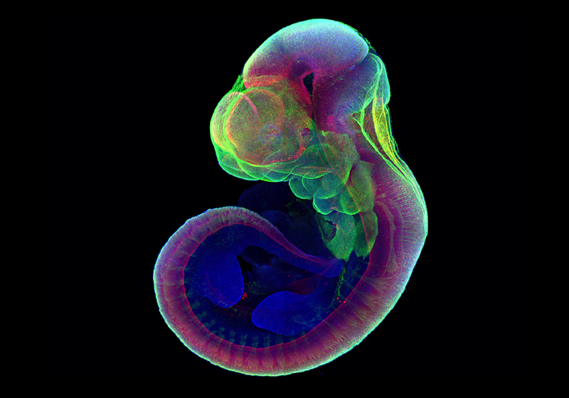 LabGrown Mouse Embryos Form Limbs and Organs The Scientist Magazine®