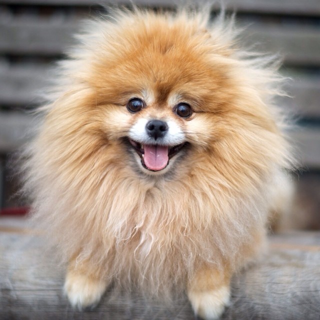Gallery For > Long Haired Chihuahua Pomeranian Mix