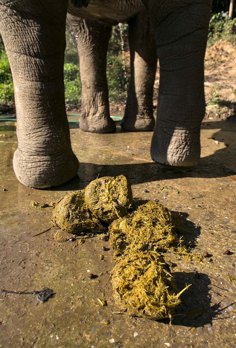 A Cup Of Coffee Made From Elephant Dung Can Cost Up To 50