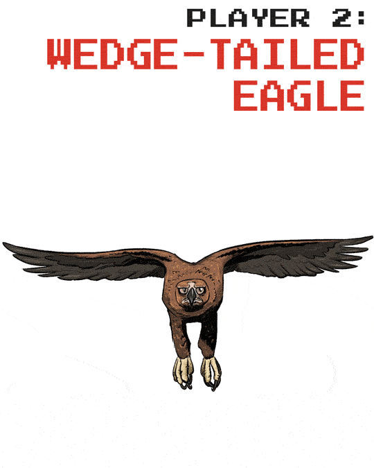 Who Would Win in a Fight between a Wedgetailed Eagle and a Bald Eagle