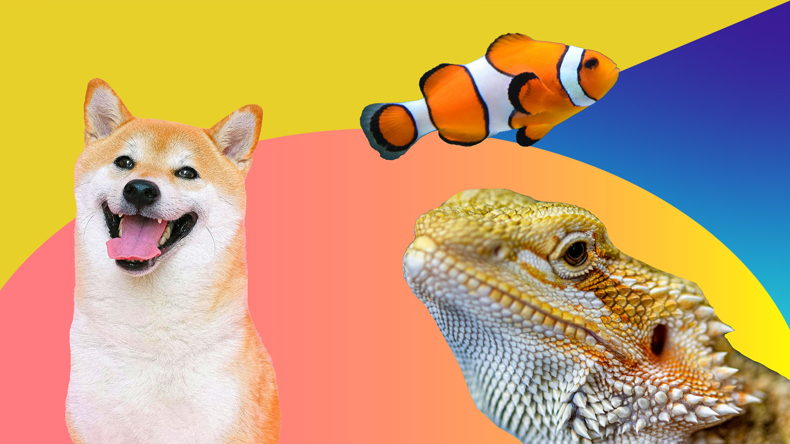 10 Best Animals to Keep as Pets