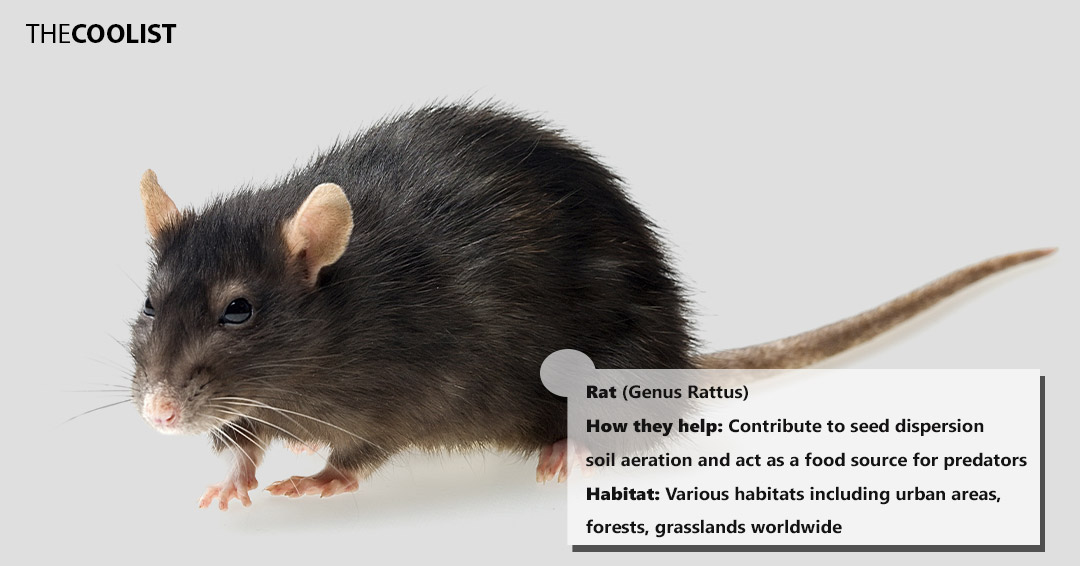 15 Animals that Help the Environment