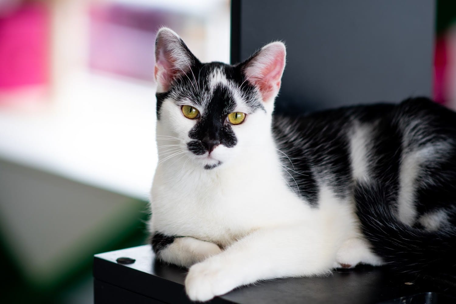 Animal Shelter in Lexington, KY The County Office