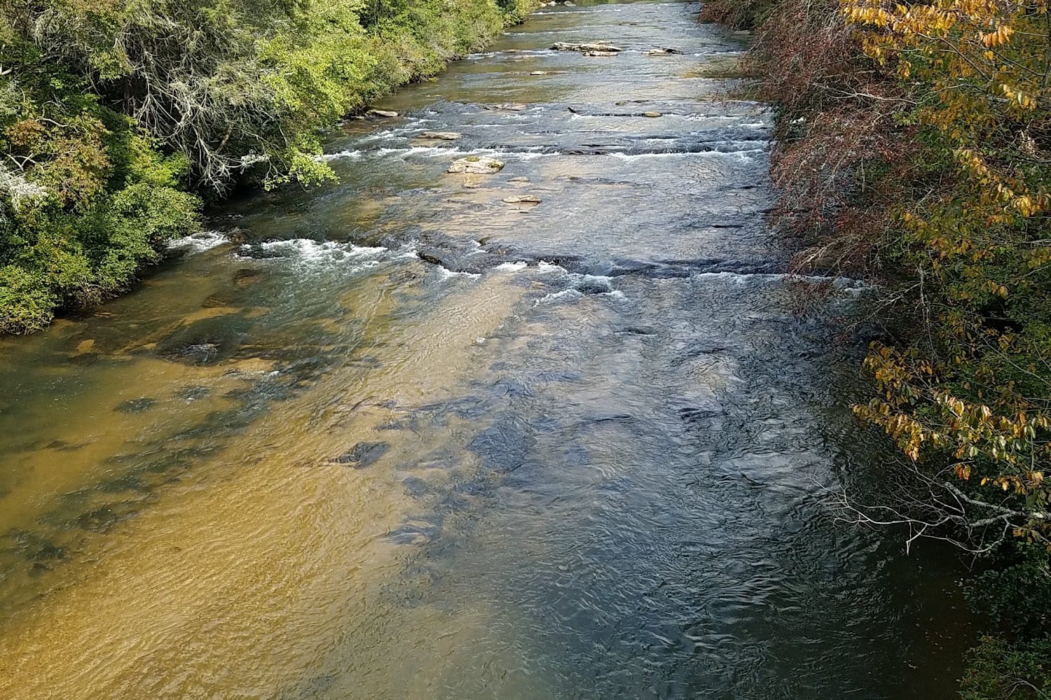 Pet Shelters in Dawsonville, GA Find Paw Pal