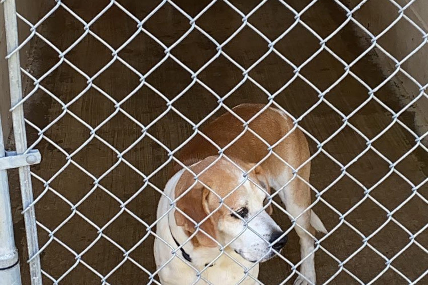 Humane Society of Northwest in Dalton, GA Find Paw Pal