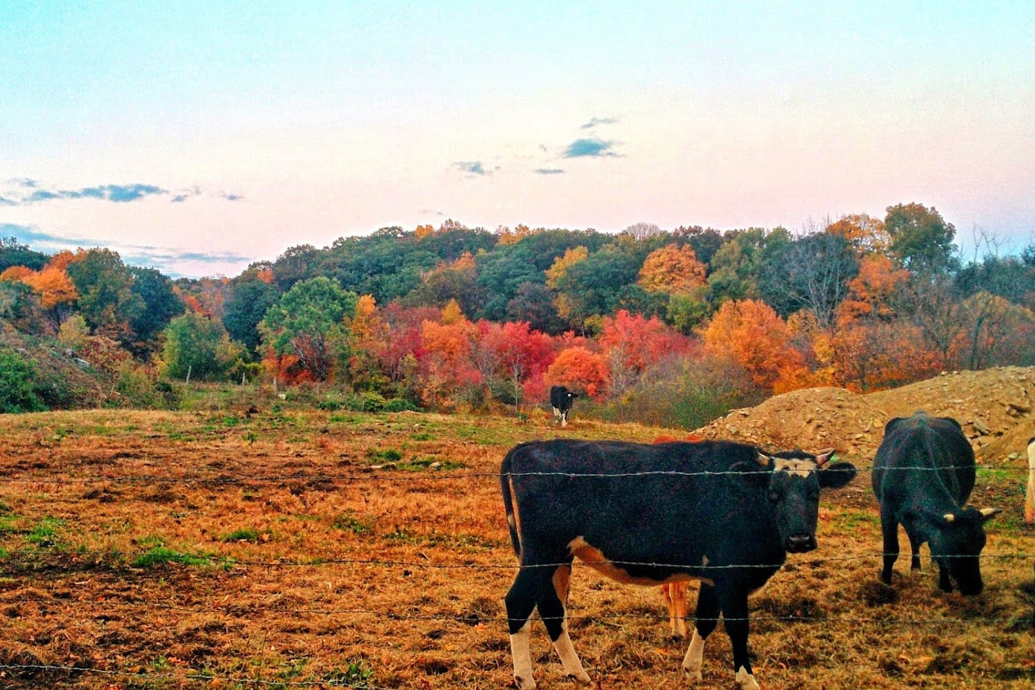 Animal Shelters in Bantam, CT Find Paw Pal