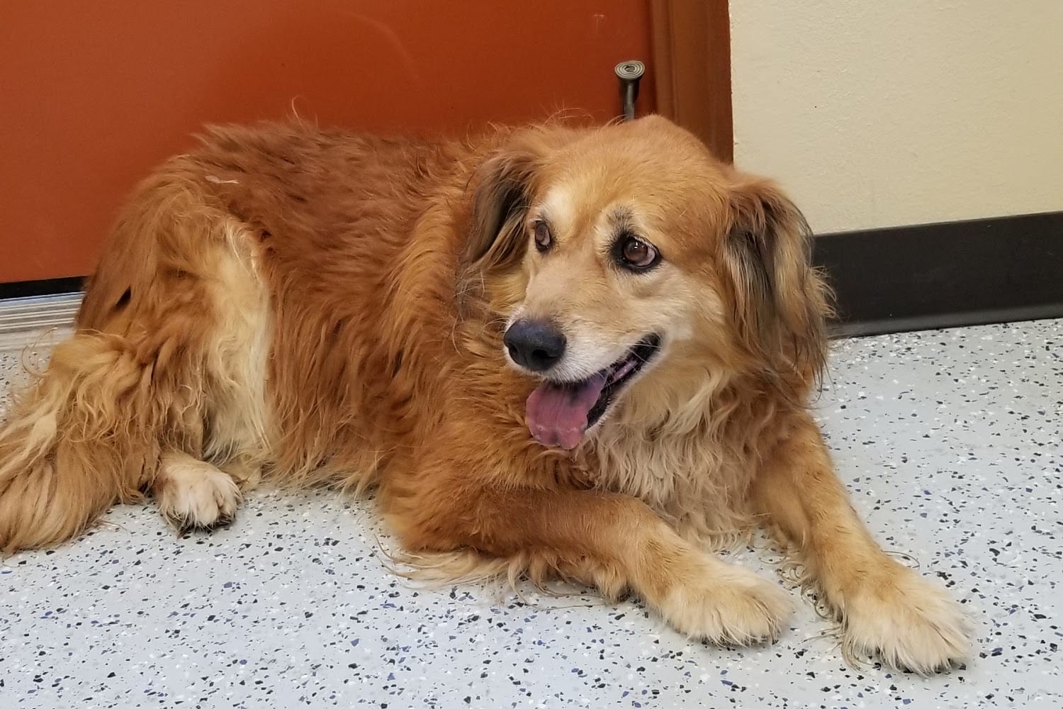 Animal Shelter in Cochise County, AZ The County Office