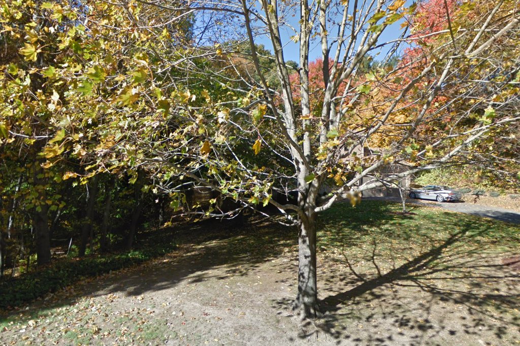 Dogsdance Rescue in Shelton, CT The County Office