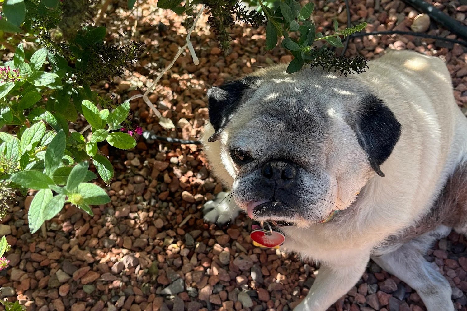 Dog Pounds in Camp Verde, AZ Find Paw Pal