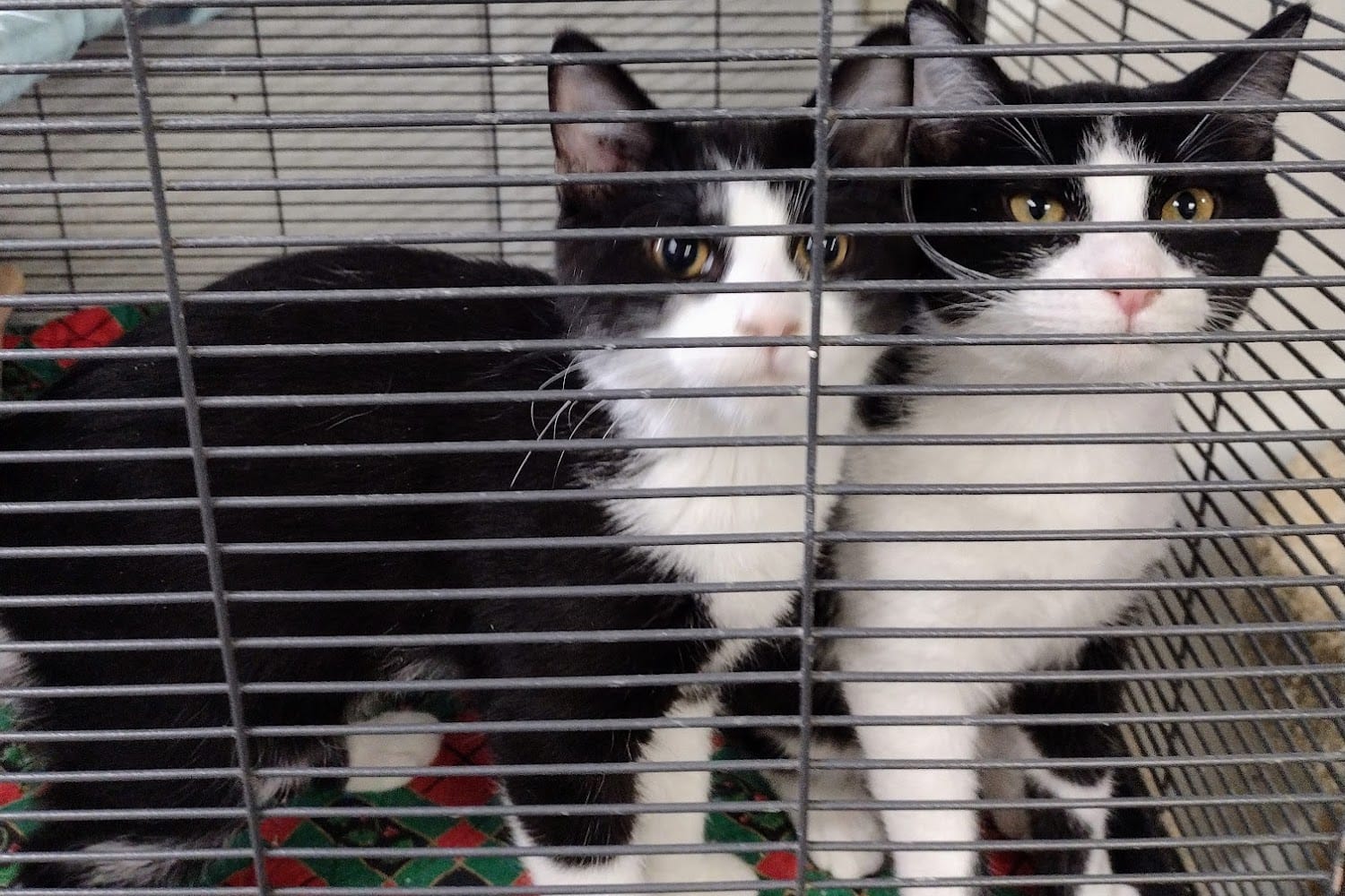 Animal Shelters in Crawfordsville, IN Pets TheCountyOffice