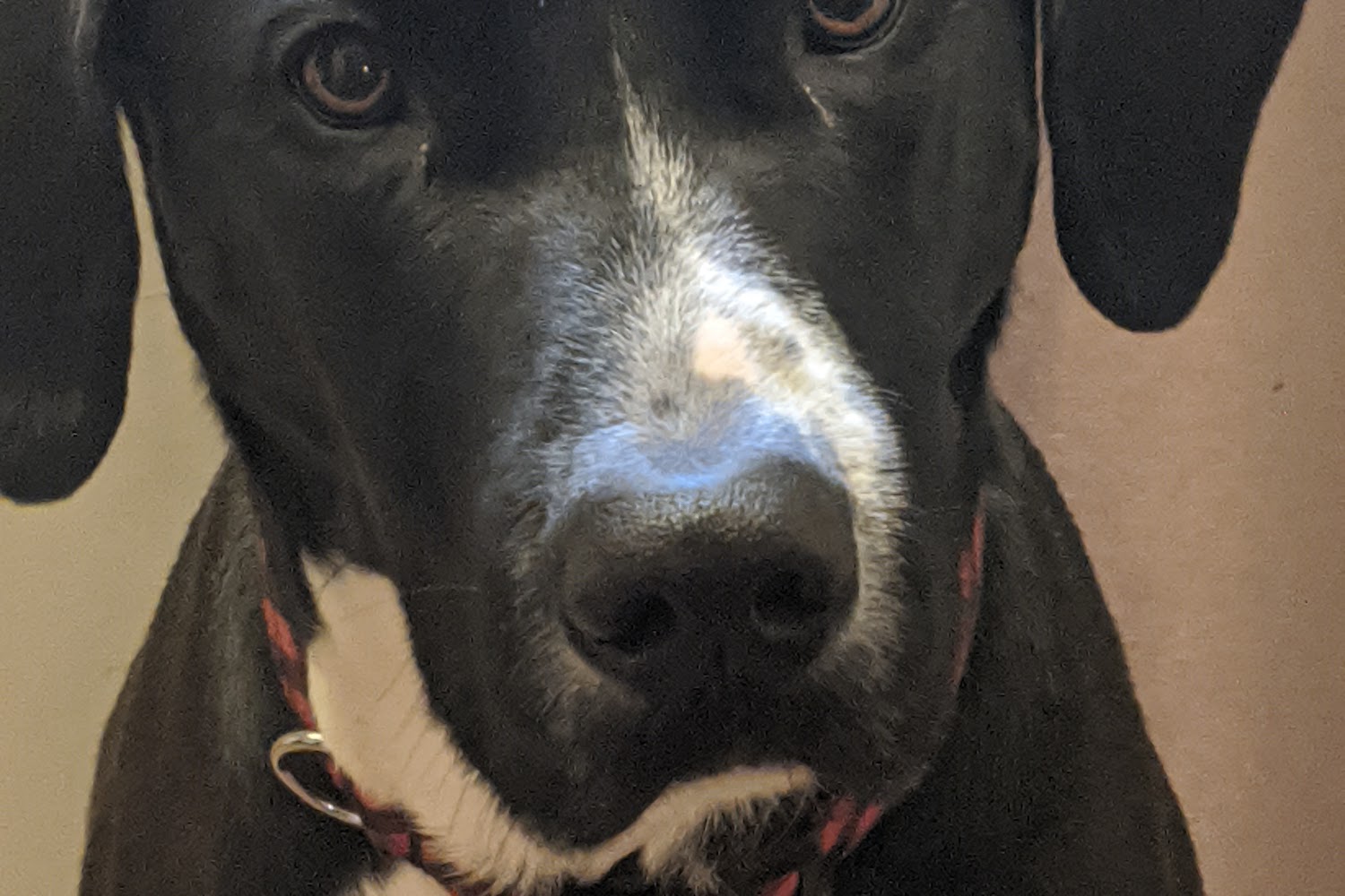 Dog Rescue in Royal Oak, MI Find Paw Pal