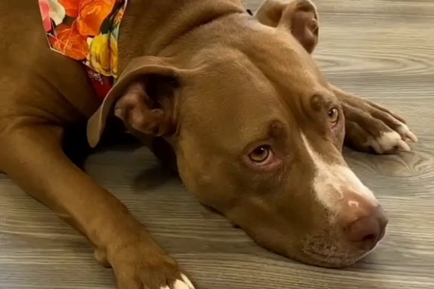 Goodwill Mesa in Mesa, AZ The County Office