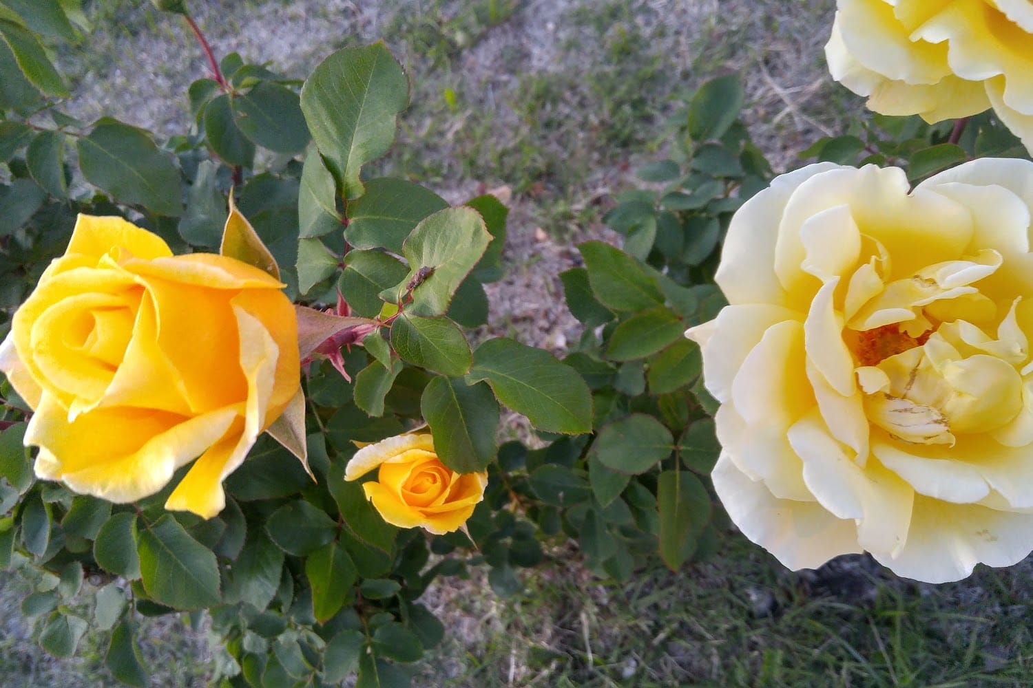 Passport Office in Pasadena, CA The County Office