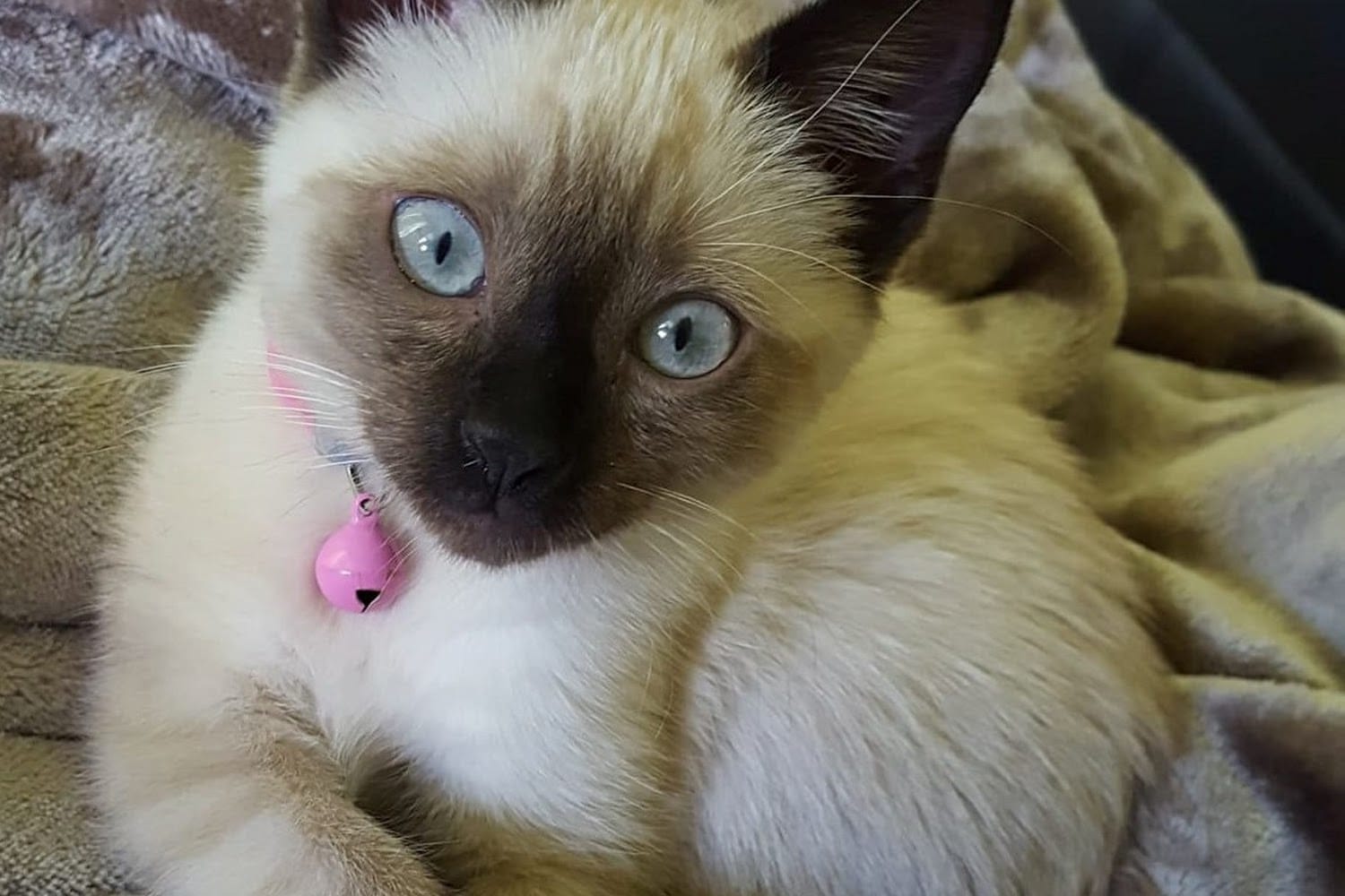 Animal Hospital in Lafayette, LA CountyInfo