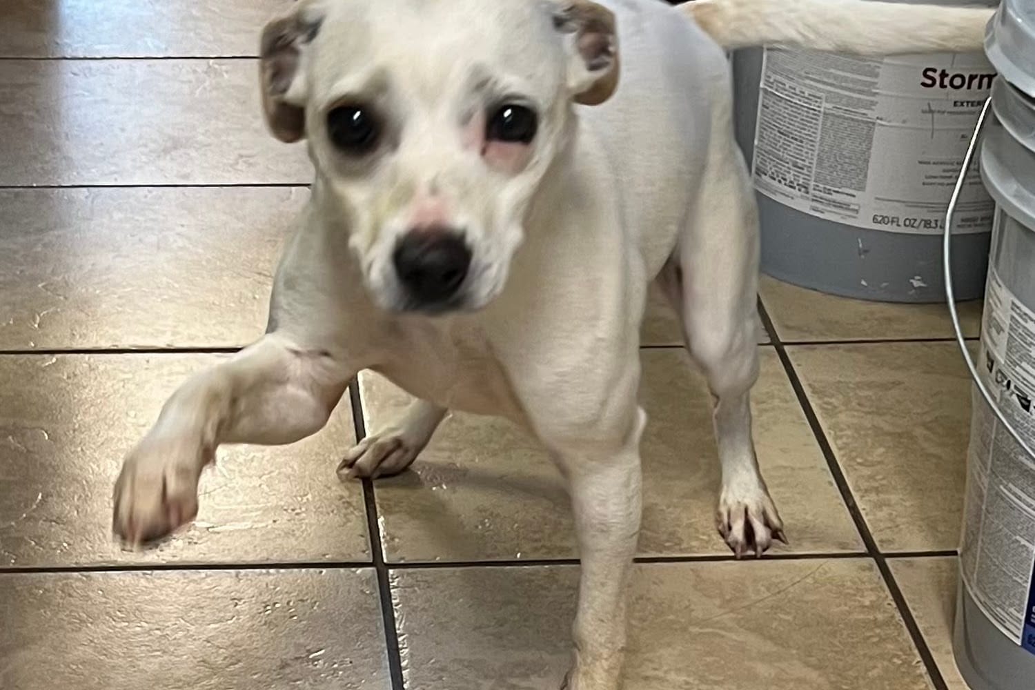 Animal Shelter in Randolph County, NC The County Office