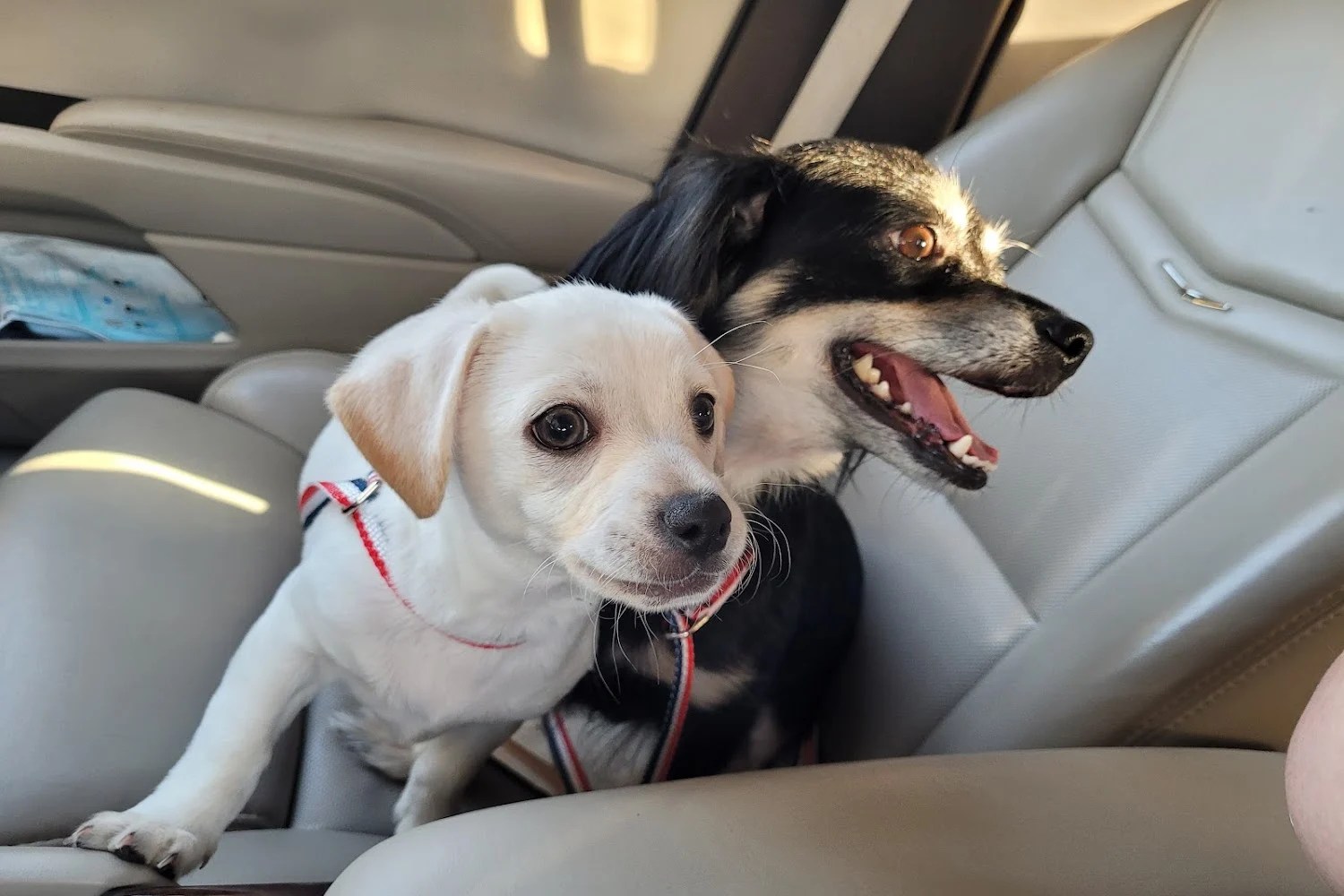 SPCA Florida Adoption Center in Lakeland, FL The County Office