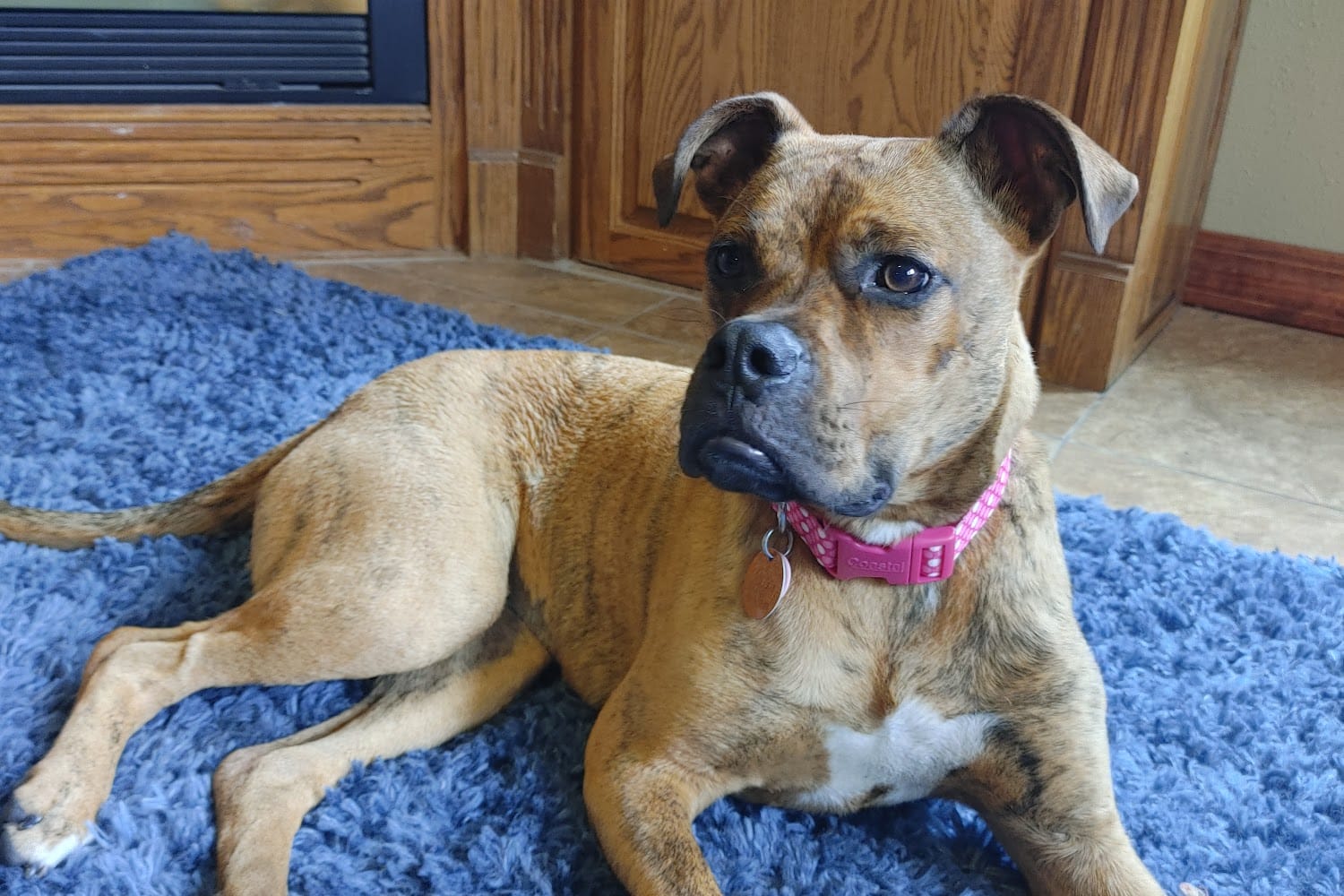 Tama County Humane Society in Tama, IA The County Office