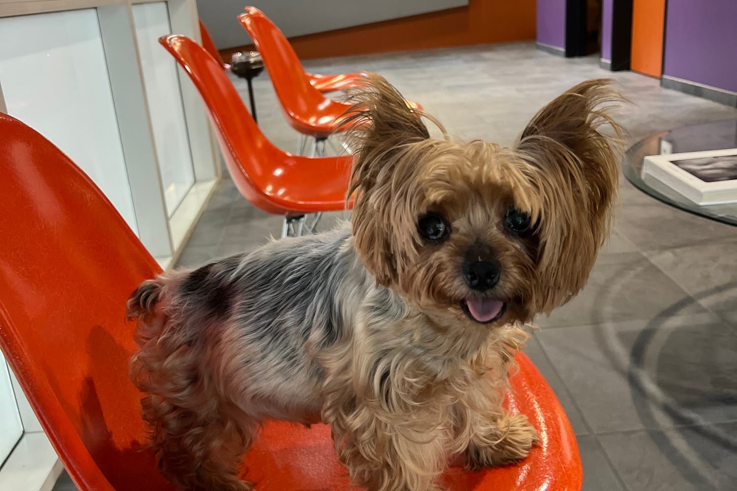 Animal Hospital in Orange County, CA The County Office