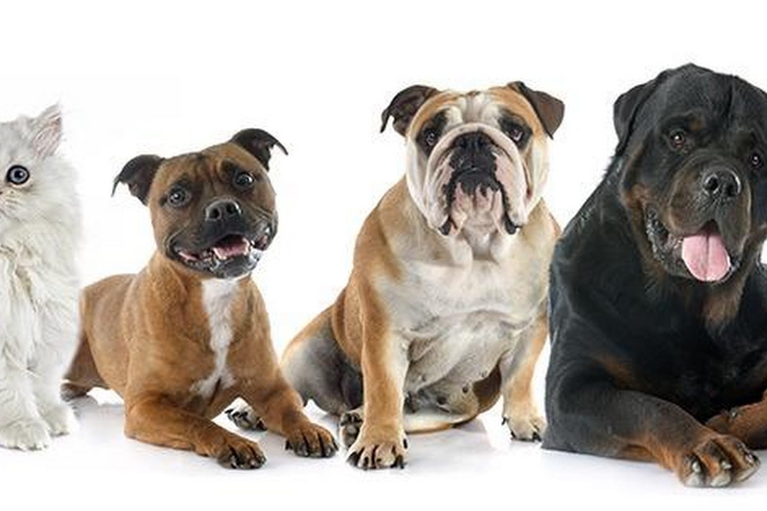 Social Service in Baltimore County, MD The County Office