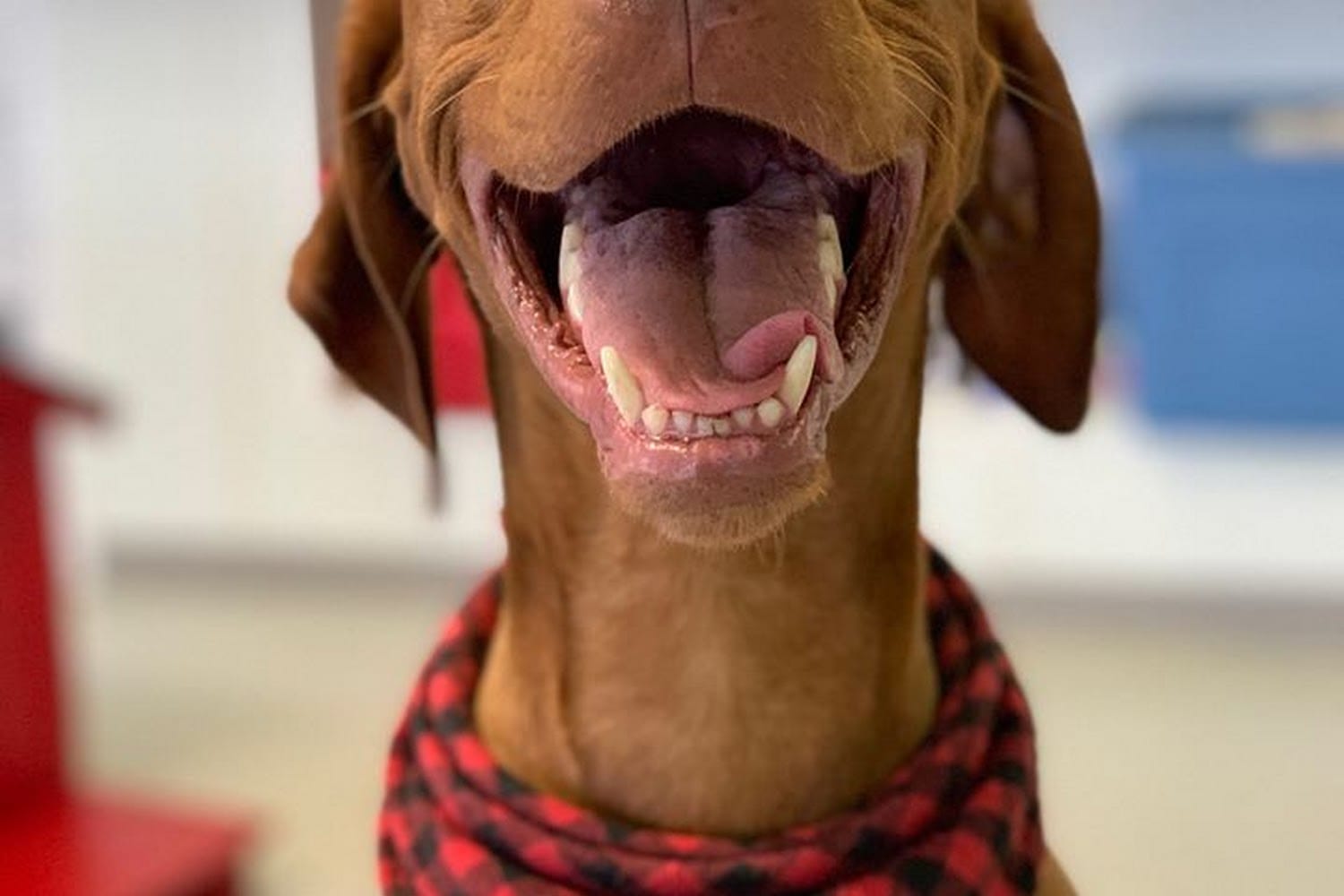 Animal Shelter in Edwardsville, IL The County Office
