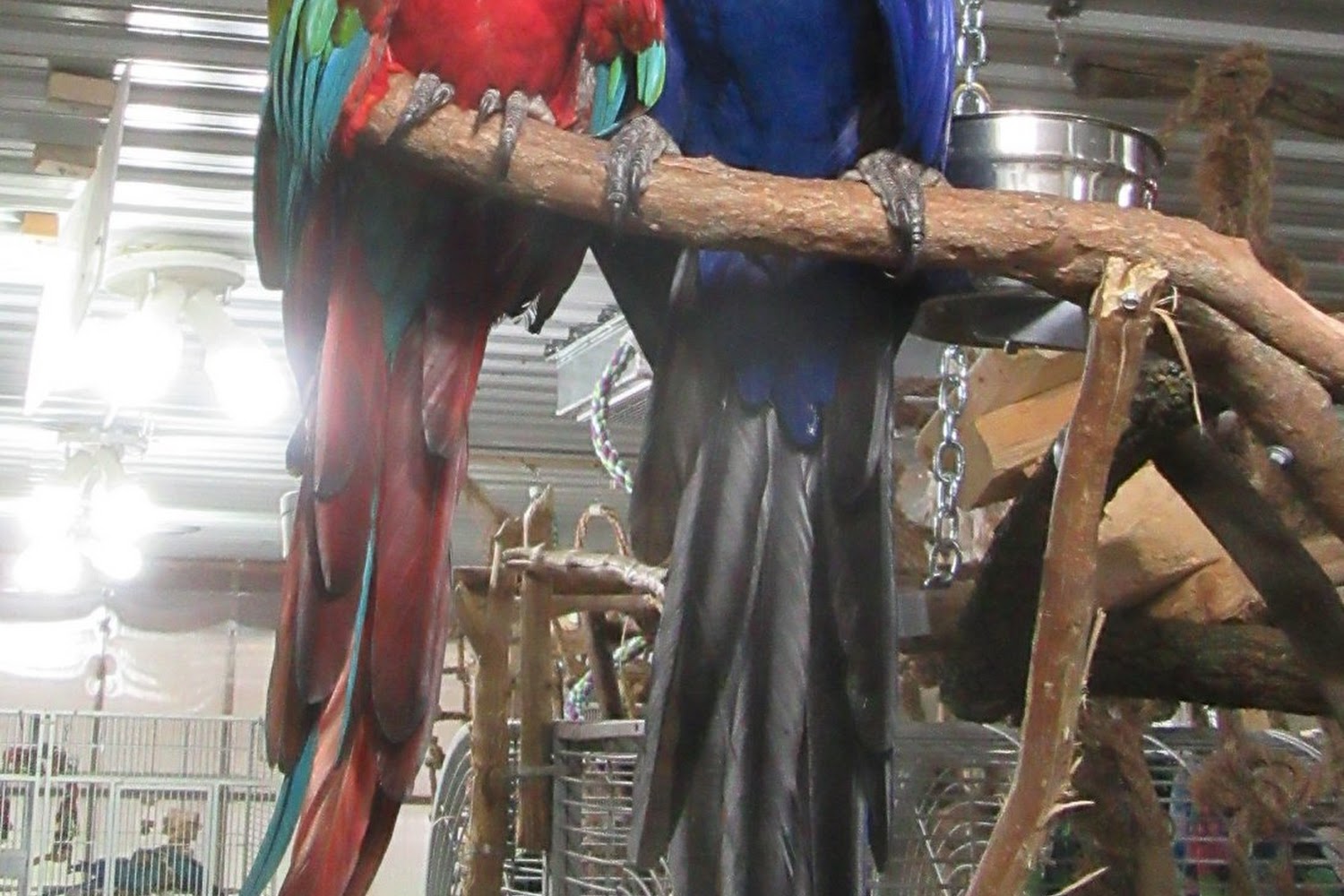 Animal Shelter in Letts, IA The County Office