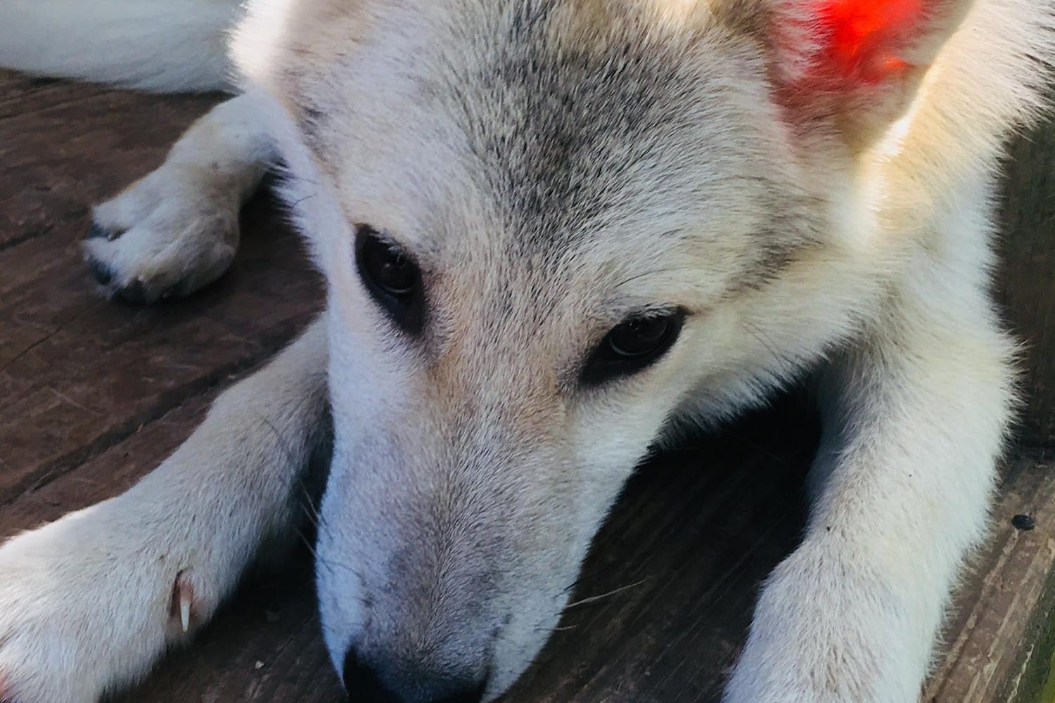 Animal Shelter in Shelby County, TN The County Office