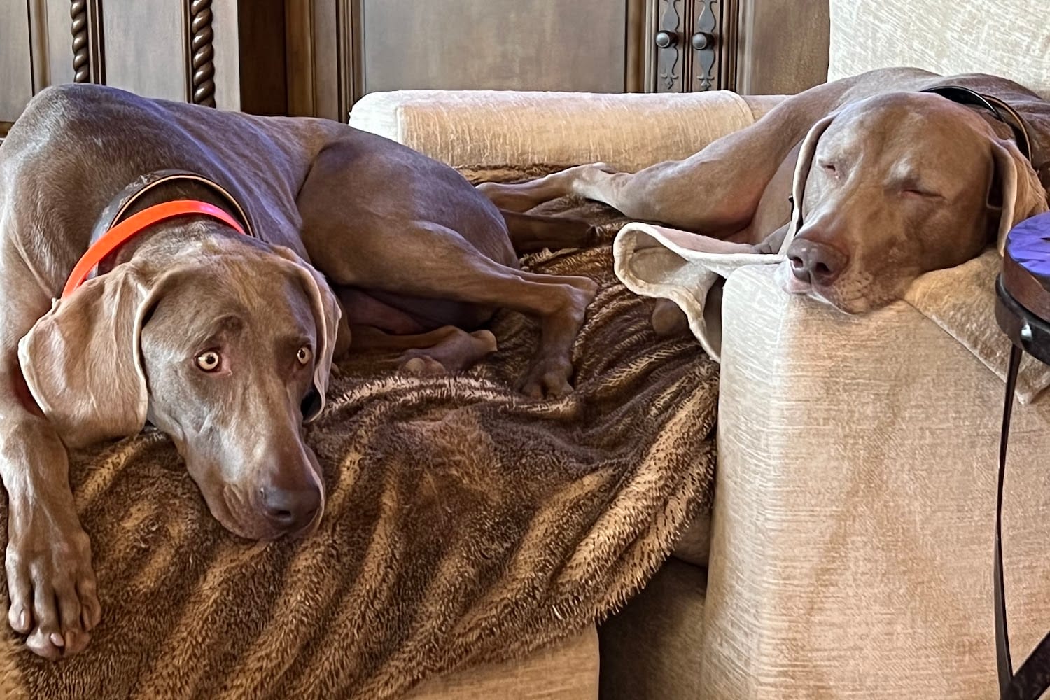 Hendersonville Animal Hospital in Hendersonville, TN Pets TheCountyOffice