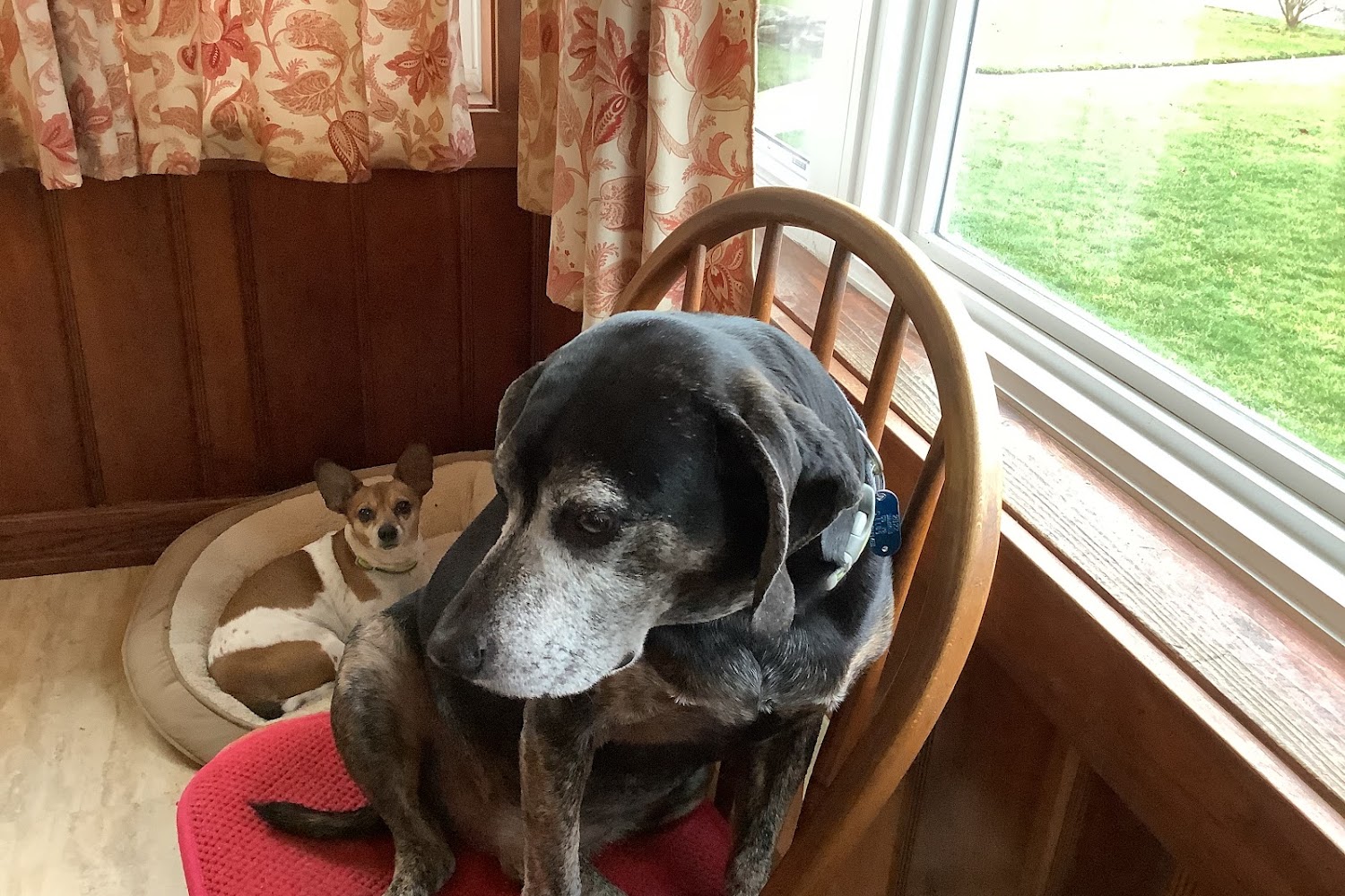 Animal Shelter in Warren County, PA The County Office