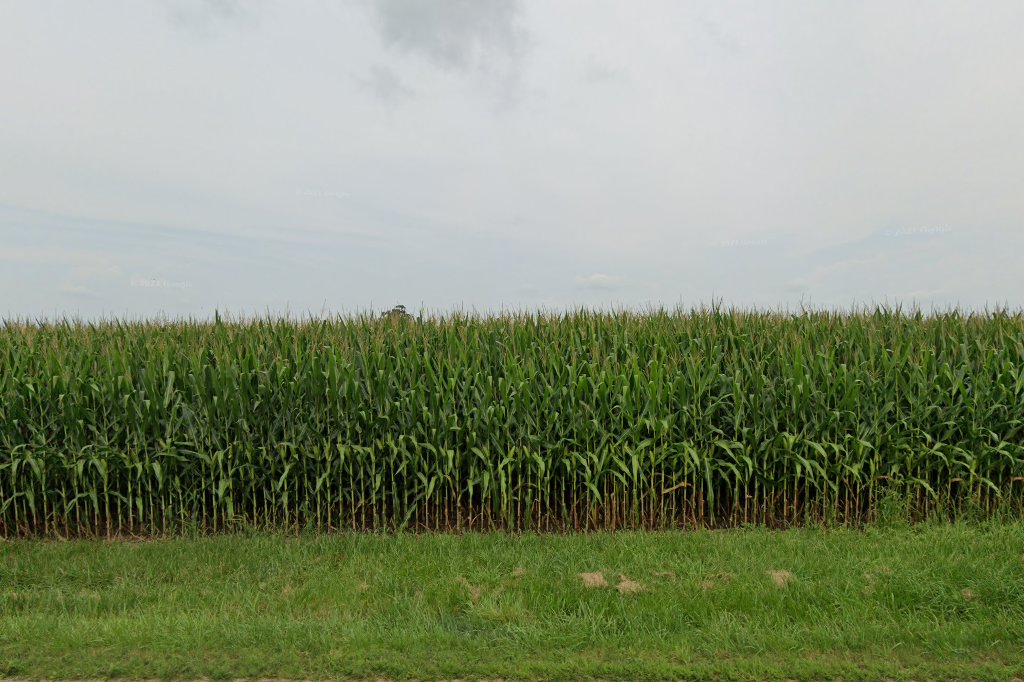 Animal Shelters in Delaware, OH Pets TheCountyOffice