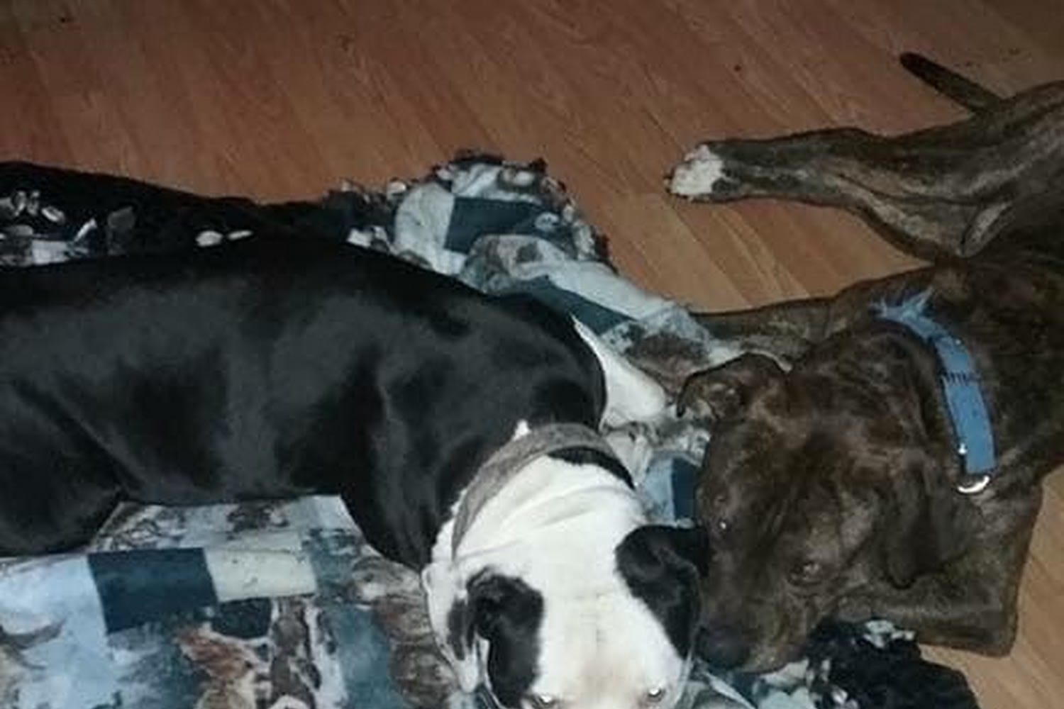 Pet Shelters in Liberty, TX Find Paw Pal