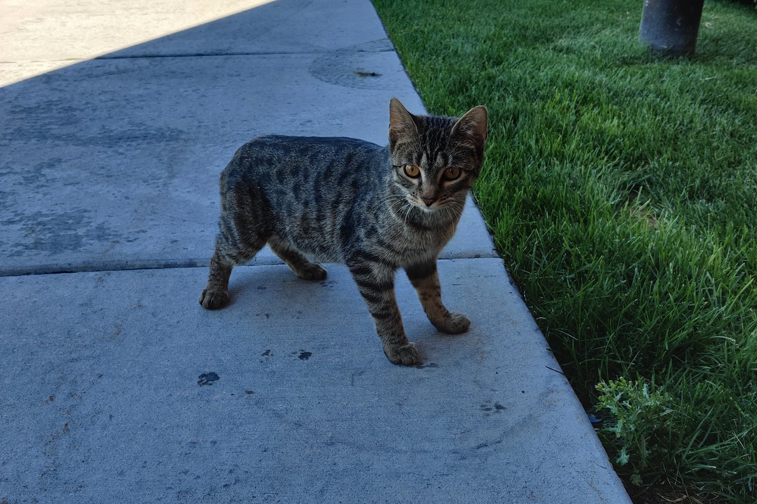 Animal Eye Care Salt Lake City at Paul Yancey blog