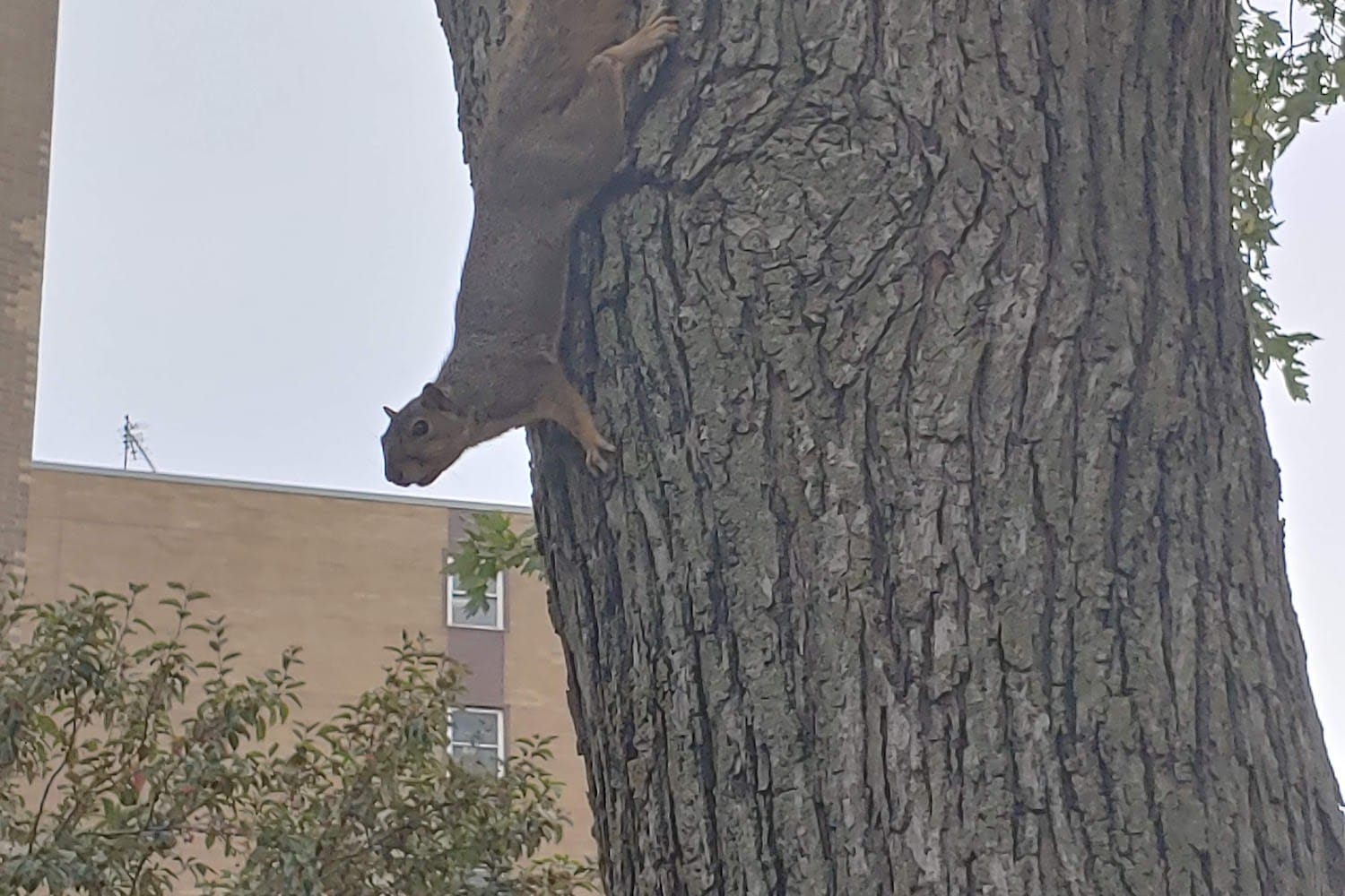 Housing Authority in LaSalle County, IL The County Office