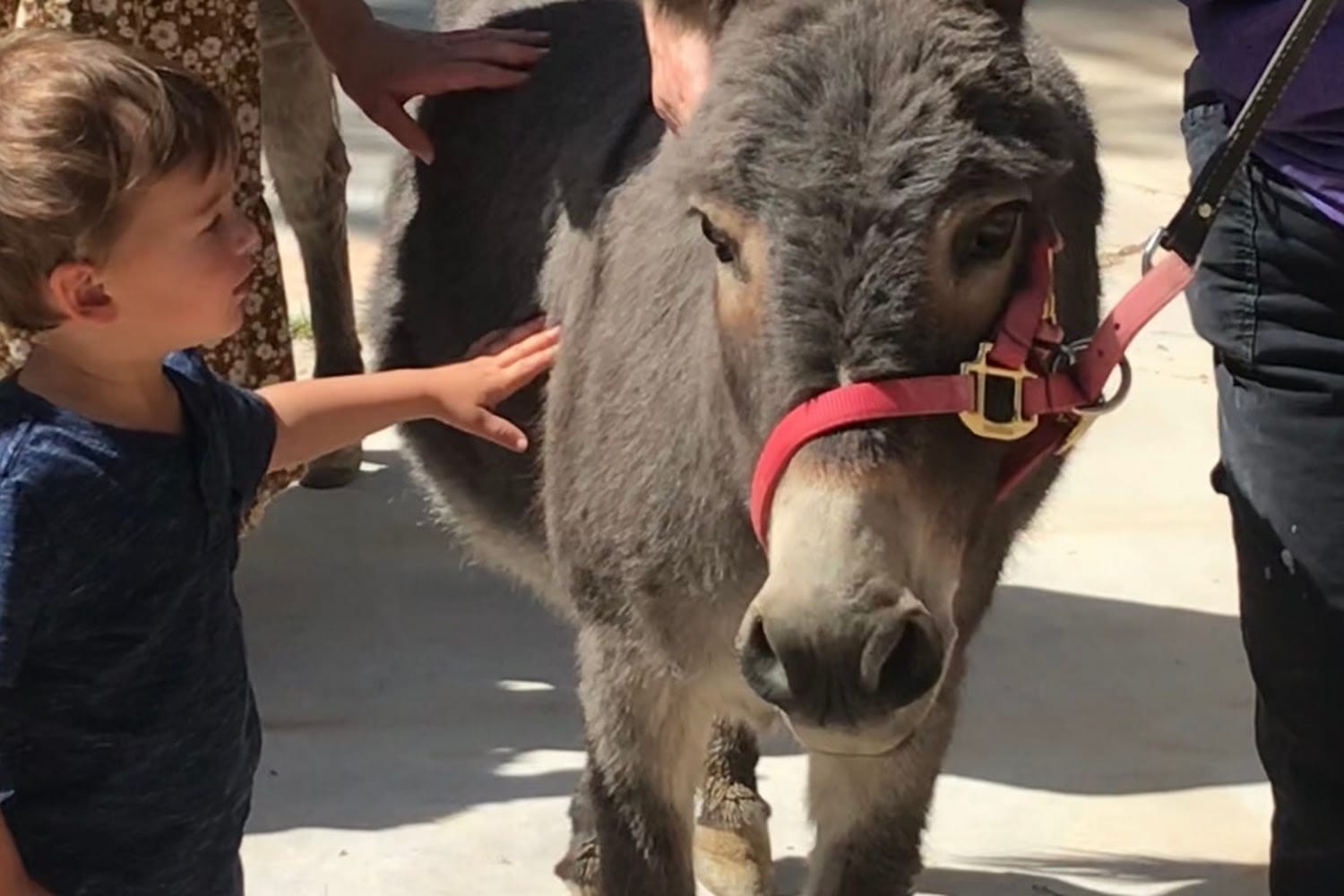 Animal Shelter in Las Vegas, NV The County Office
