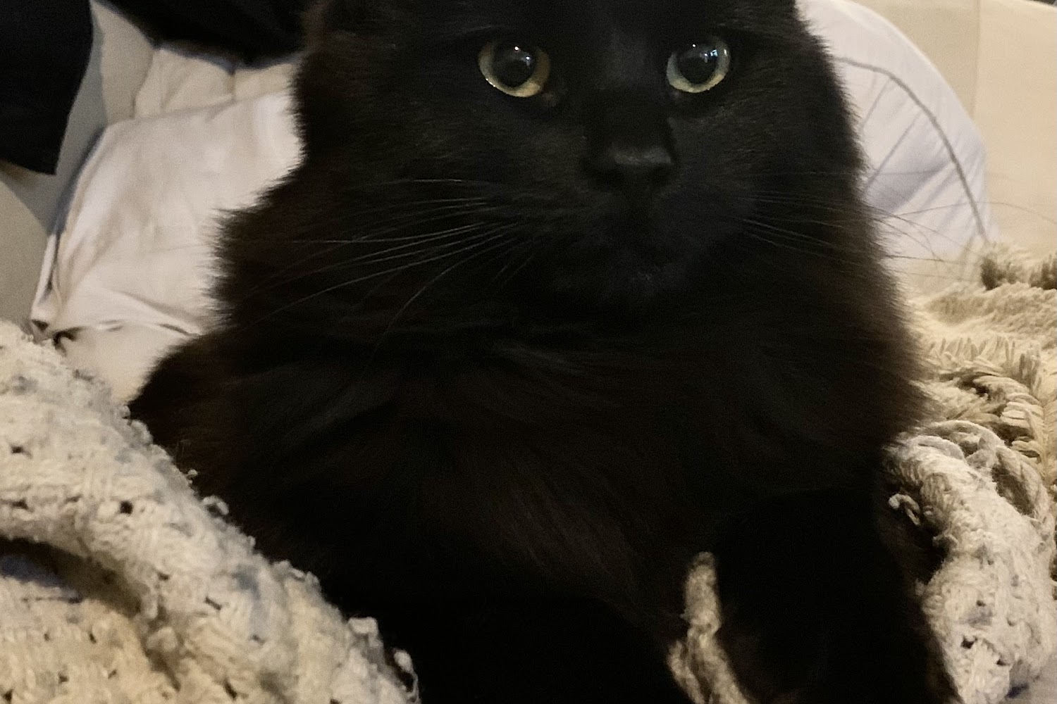 Animal Shelter in Pahrump, NV The County Office