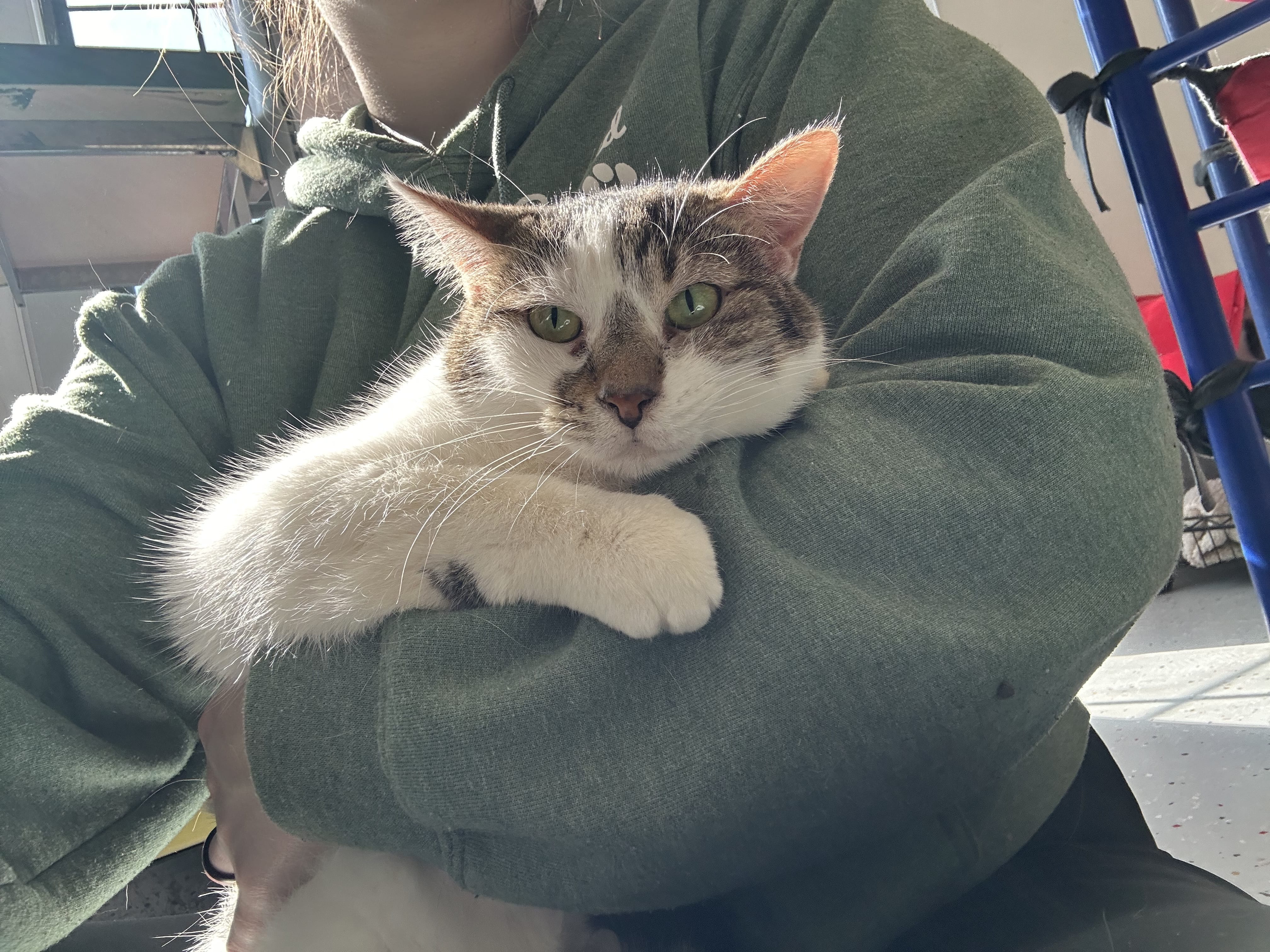 Adopt Delta Today Find Paw Pal