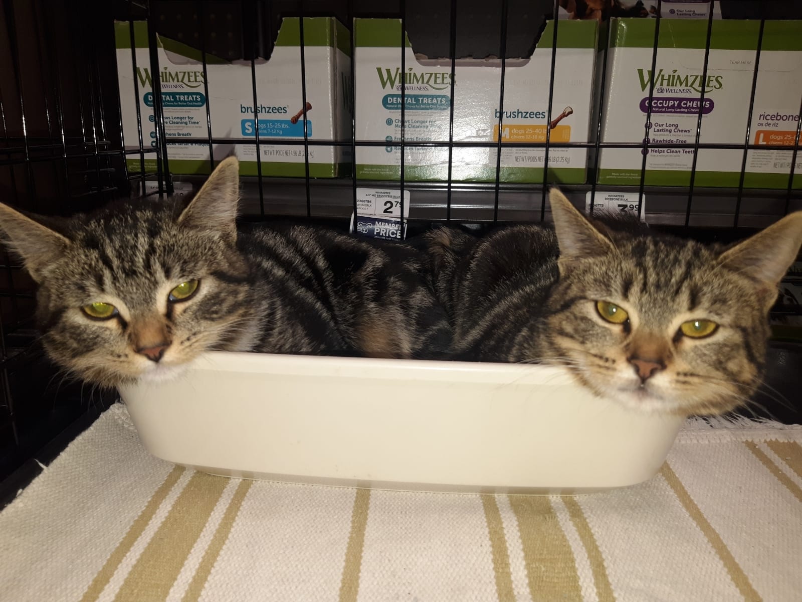 Adopt Katara & Korra The Last Kittybenders Today Pets TheCountyOffice