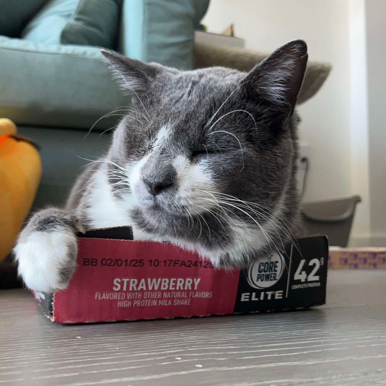 Adopt Oscar in a Box Today Find Paw Pal