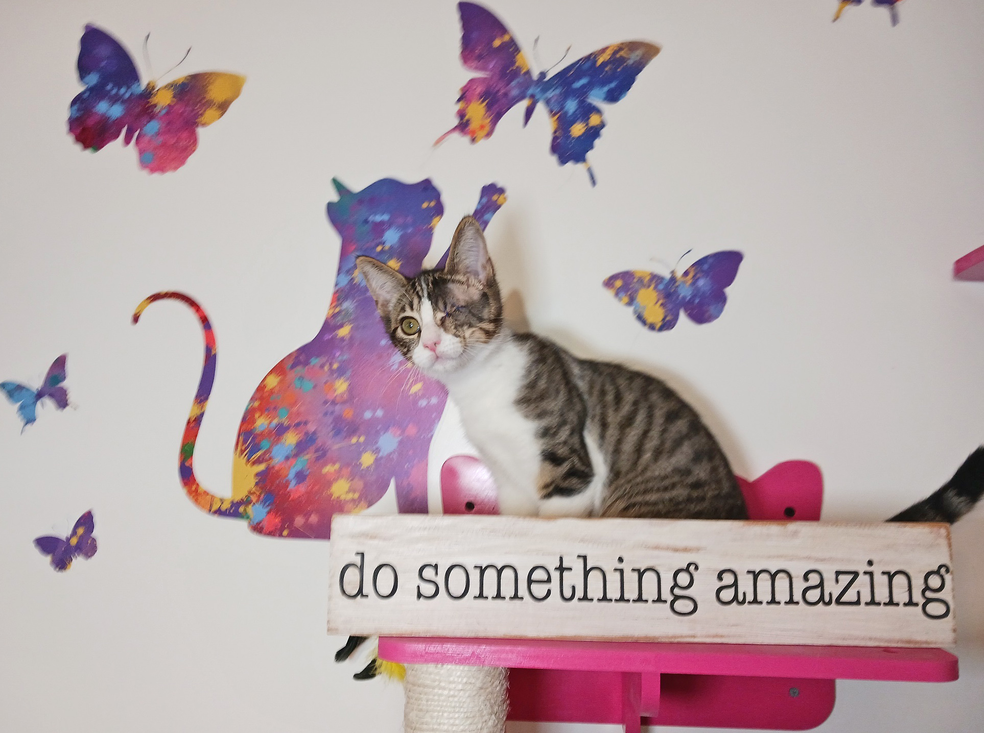 Adopt Theo Thunderheart Today Pets TheCountyOffice