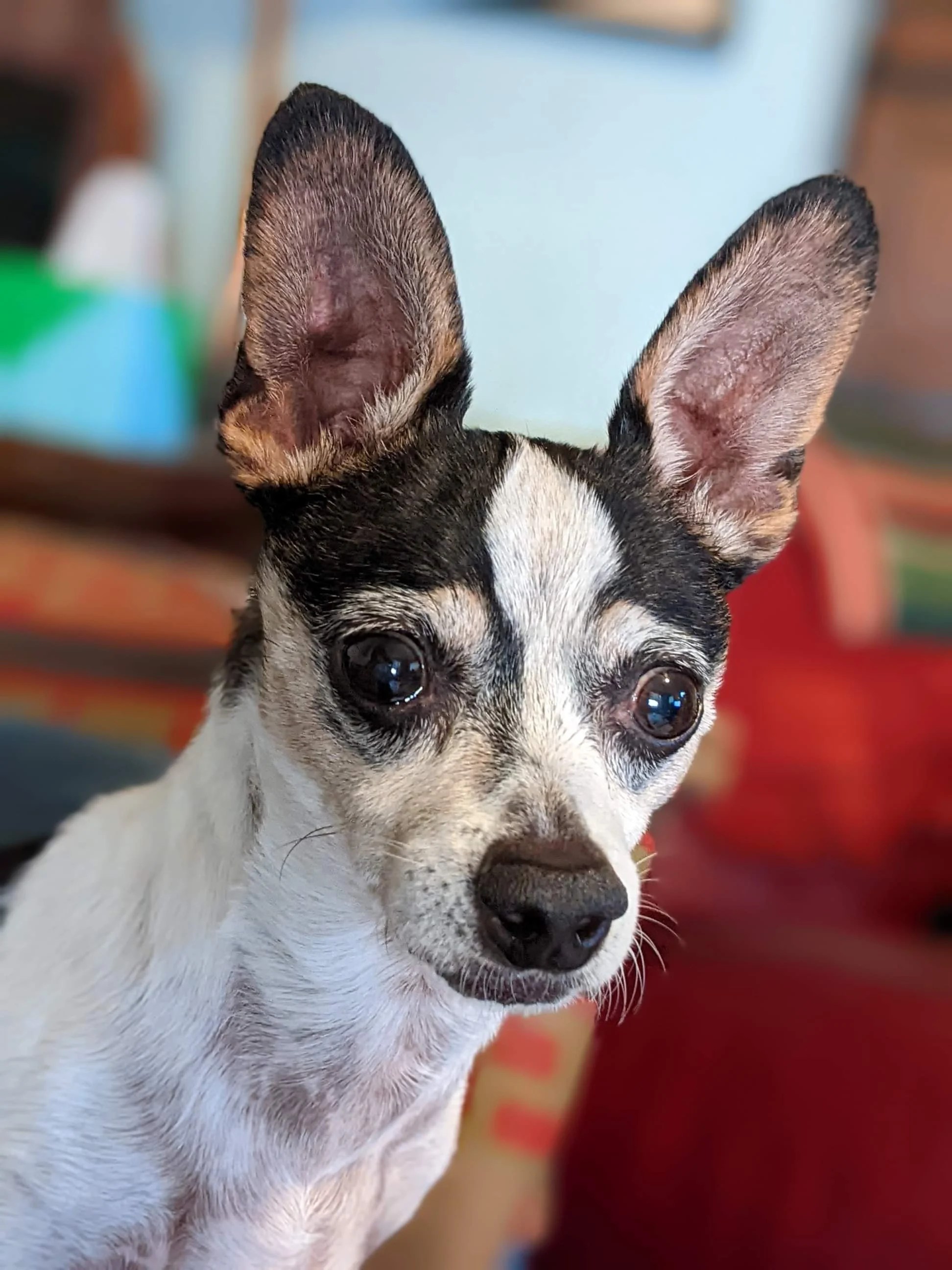 Adopt Pedro Today Pets TheCountyOffice