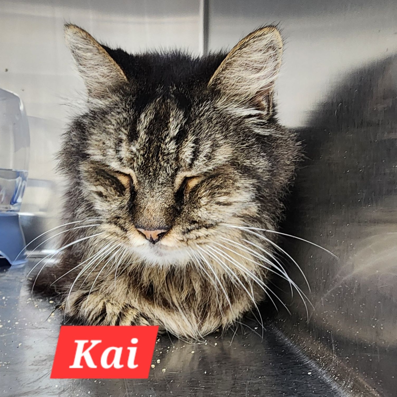 Adopt Pirate Today Pets TheCountyOffice