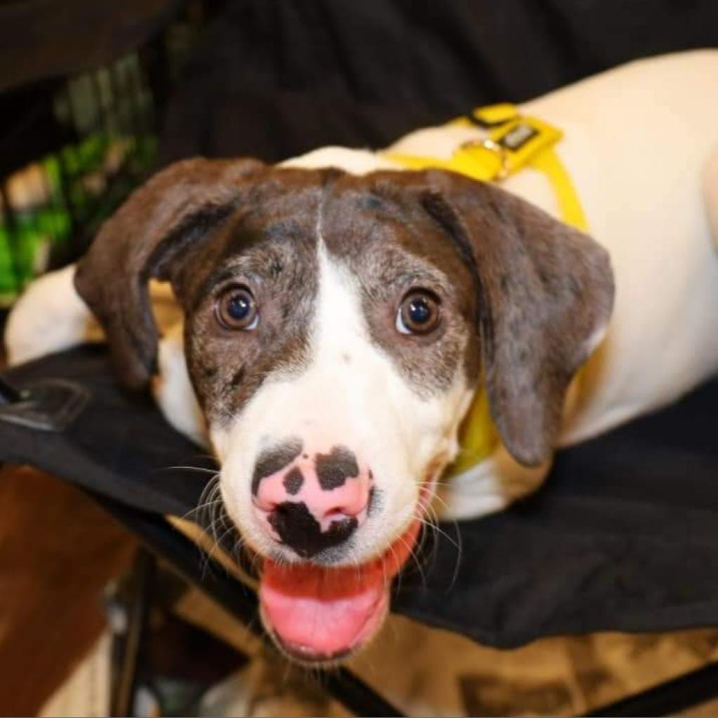 Adopt Geo LB Today Find Paw Pal