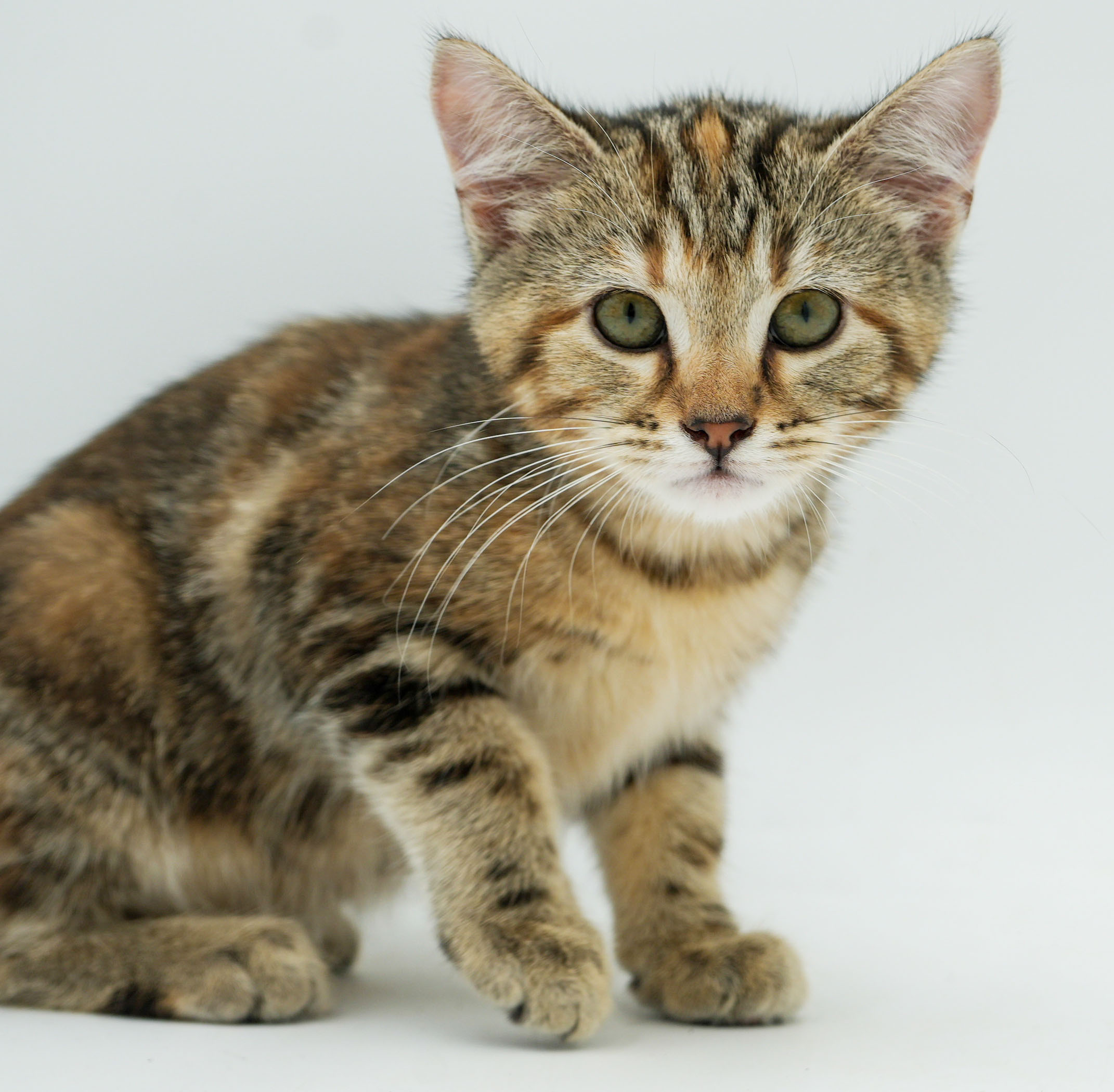 Adopt Trista is our tiny princess of purrfection! Today Find Paw Pal