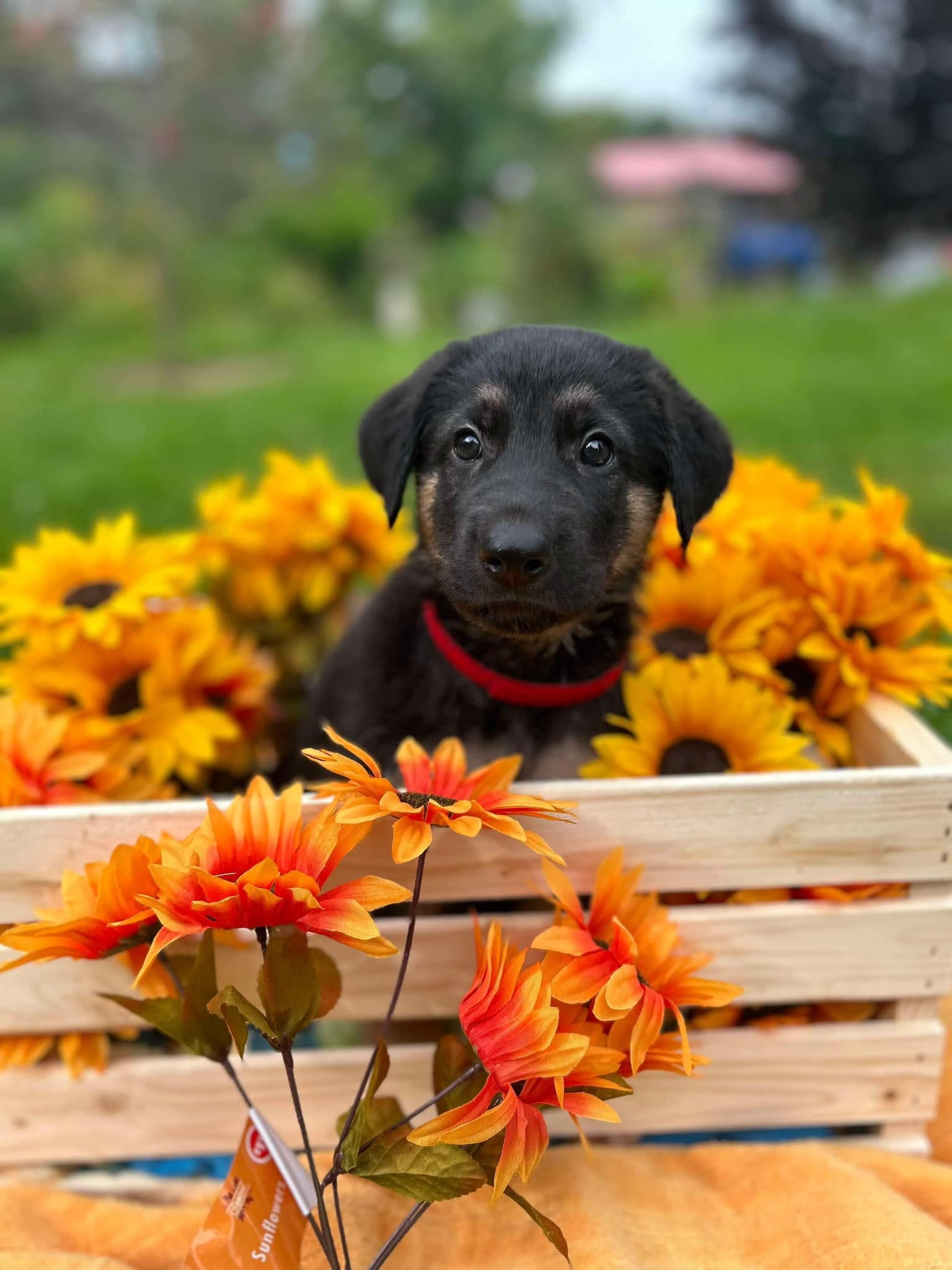Adopt Germand Shepherd Puppies Today Find Paw Pal