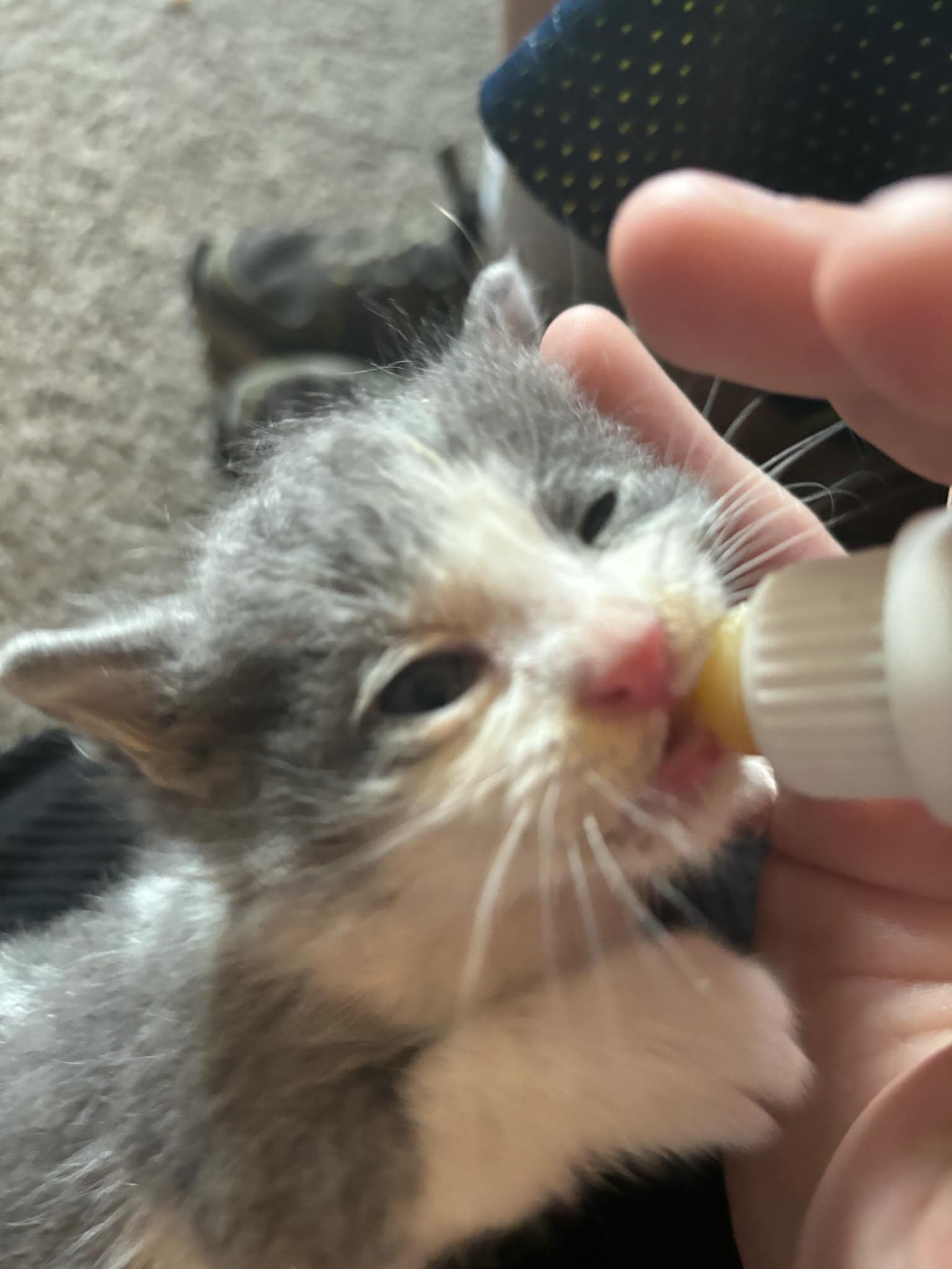 Adopt Asher Today Pets TheCountyOffice