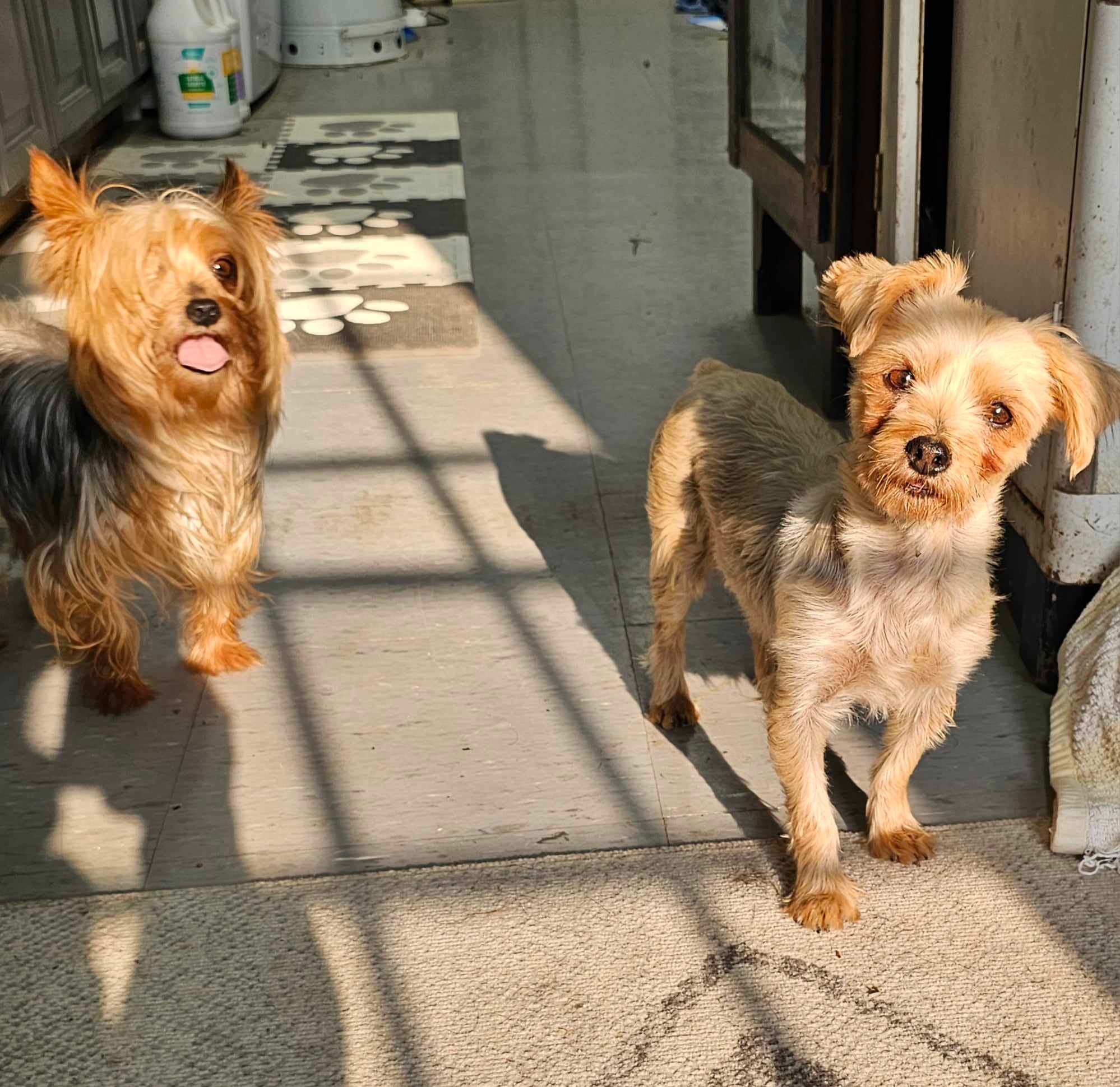 Adopt Precious Today Find Paw Pal