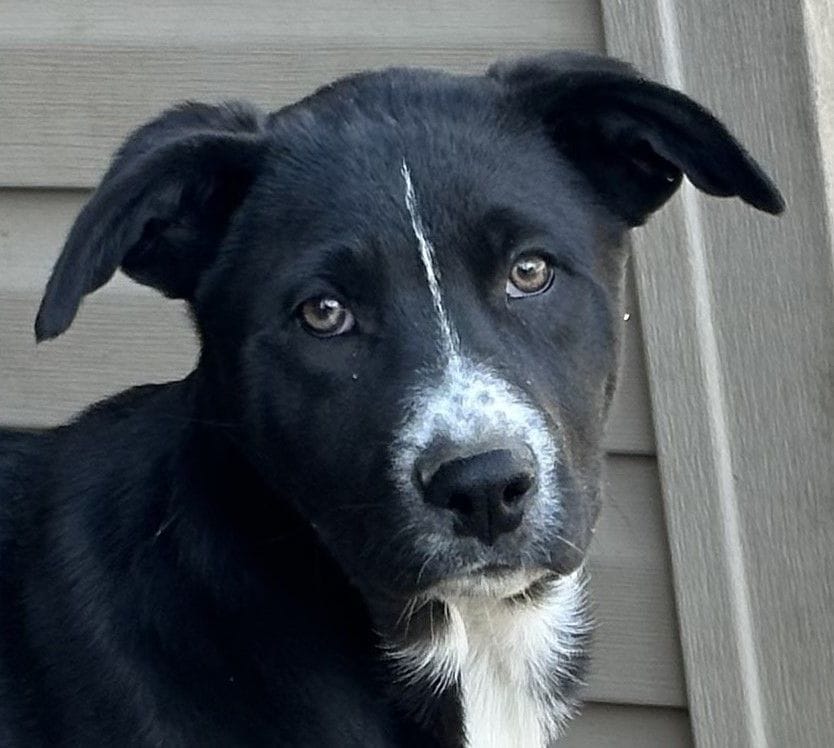 Adopt Kofi Today Pets TheCountyOffice