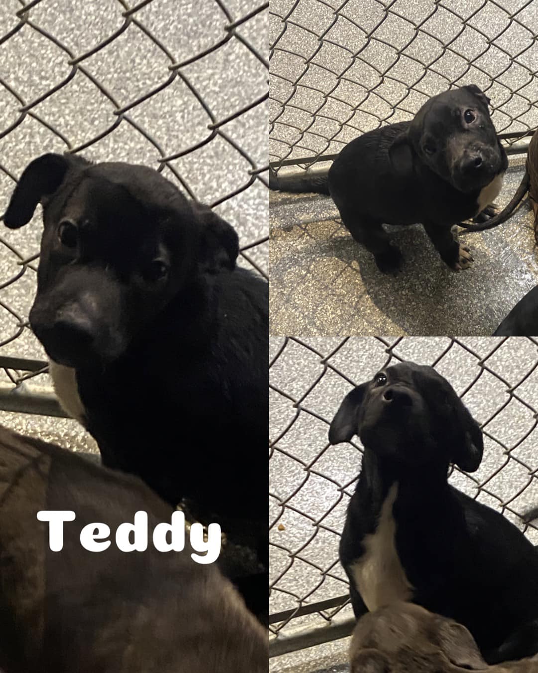 Adopt Hugo Today Pets TheCountyOffice