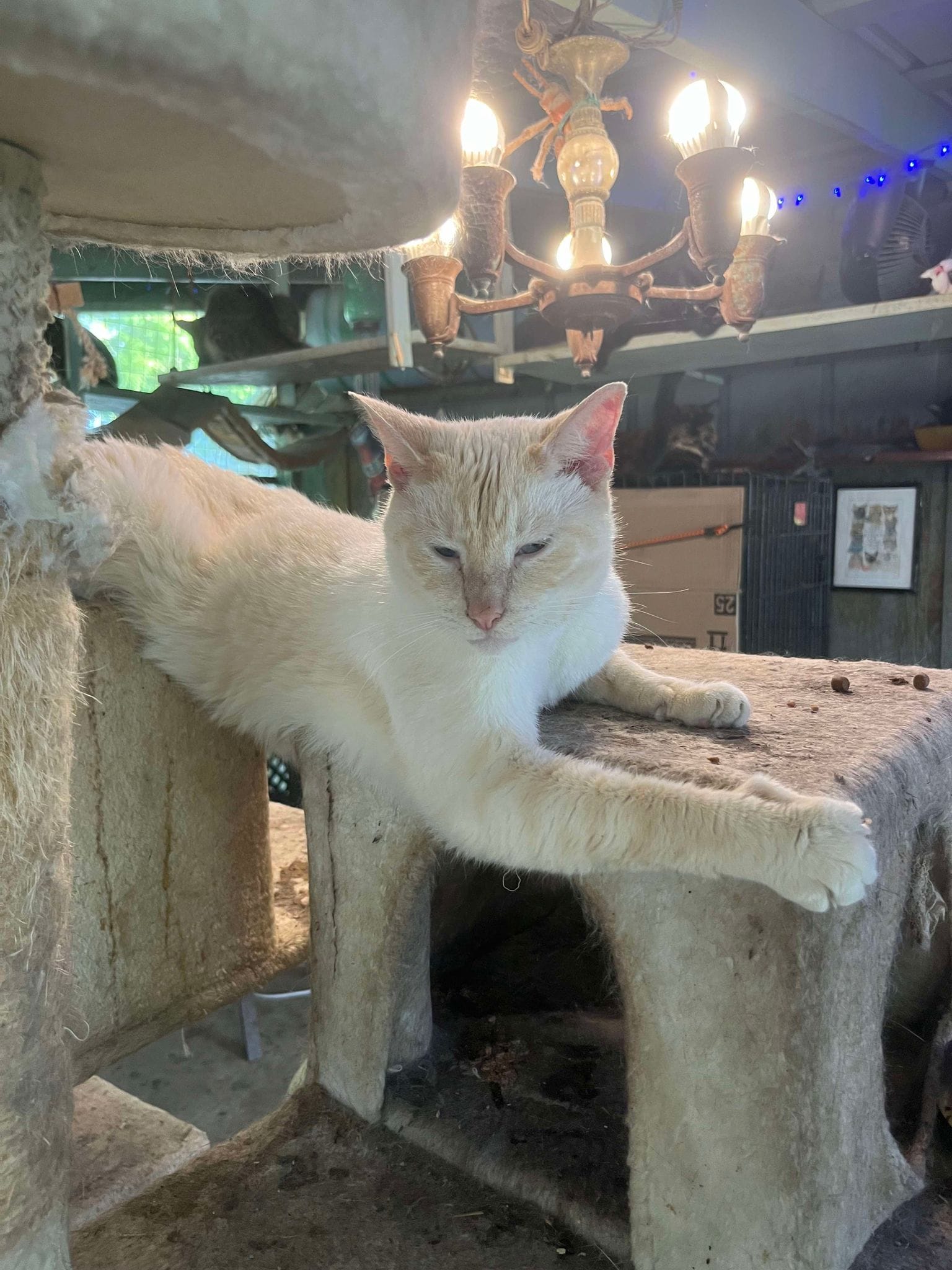 Adopt Pete the cat Jones Today Pets TheCountyOffice